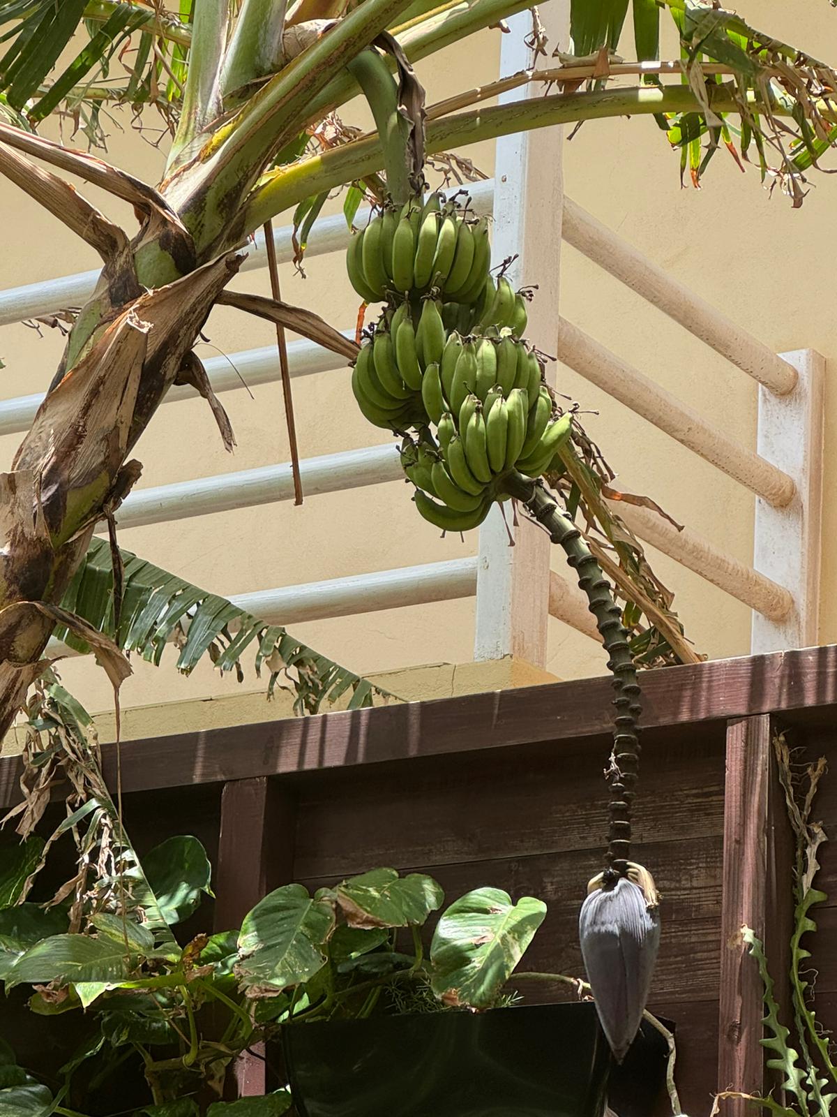 Bananas