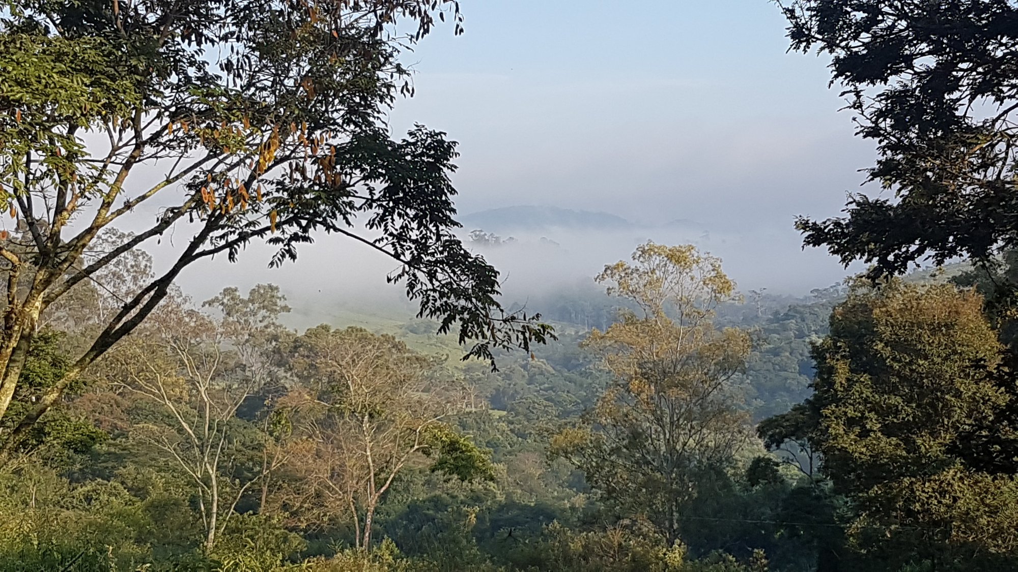 Vista de mata nativa da Mata Atlântica em Amparo, com copas de árvores e neblina cobrindo o vale ao fundo
