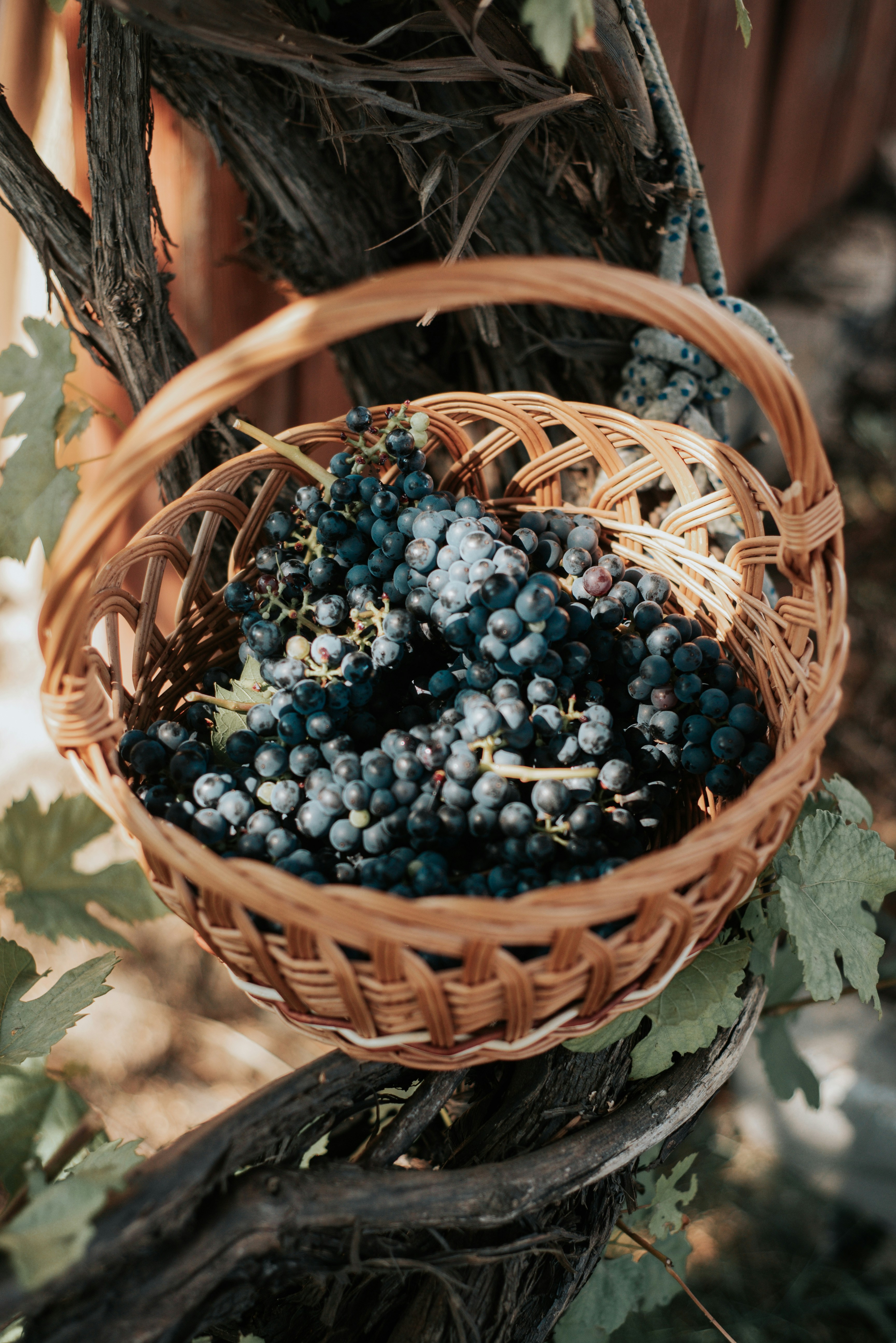 What are the most common wine grapes? A simple guide