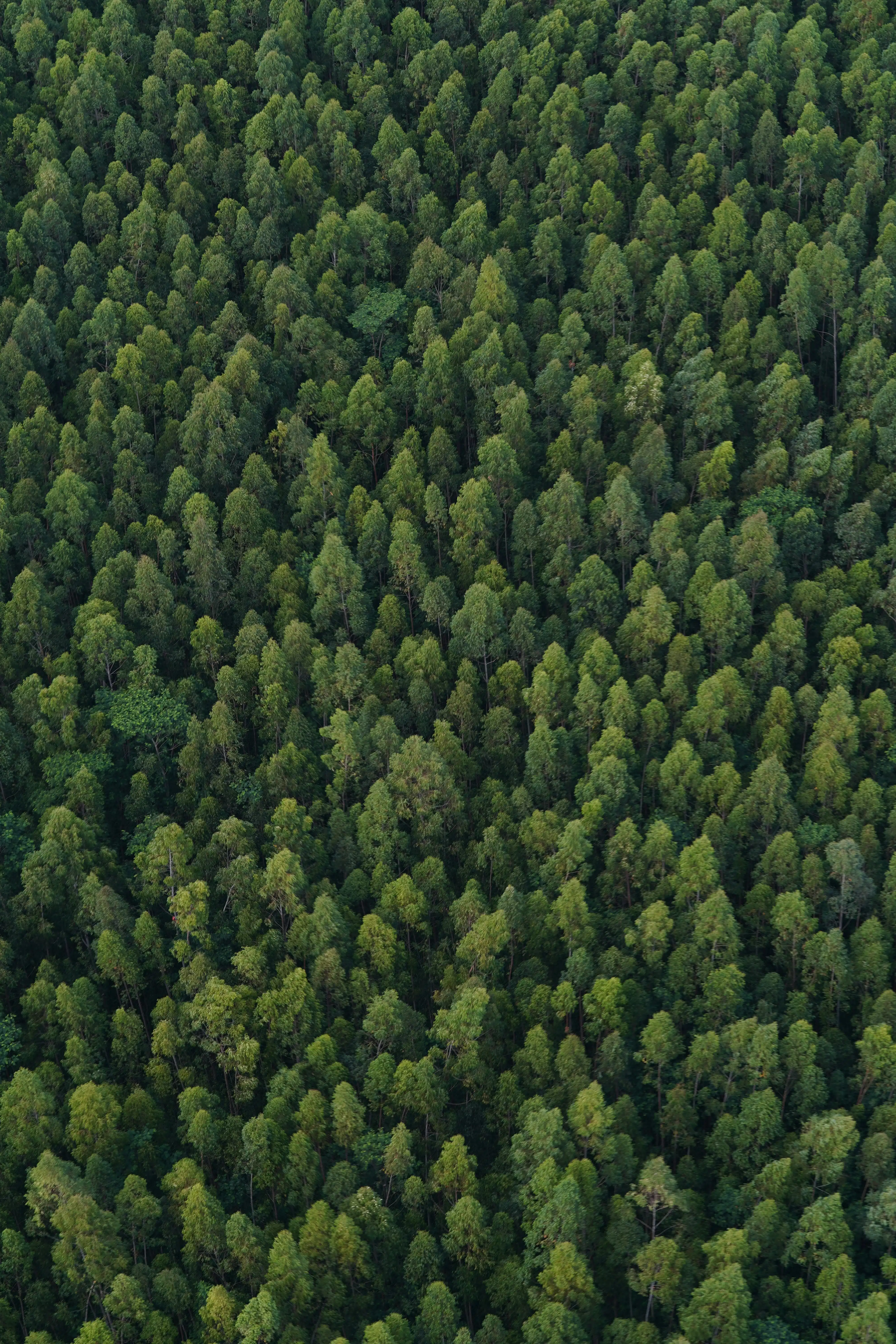 Dense green forest canopy viewed from above