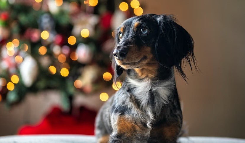 A happy dapple Dachshund sits alert and curious in front of a softly blurred Christmas tree with warm golden bokeh lights.