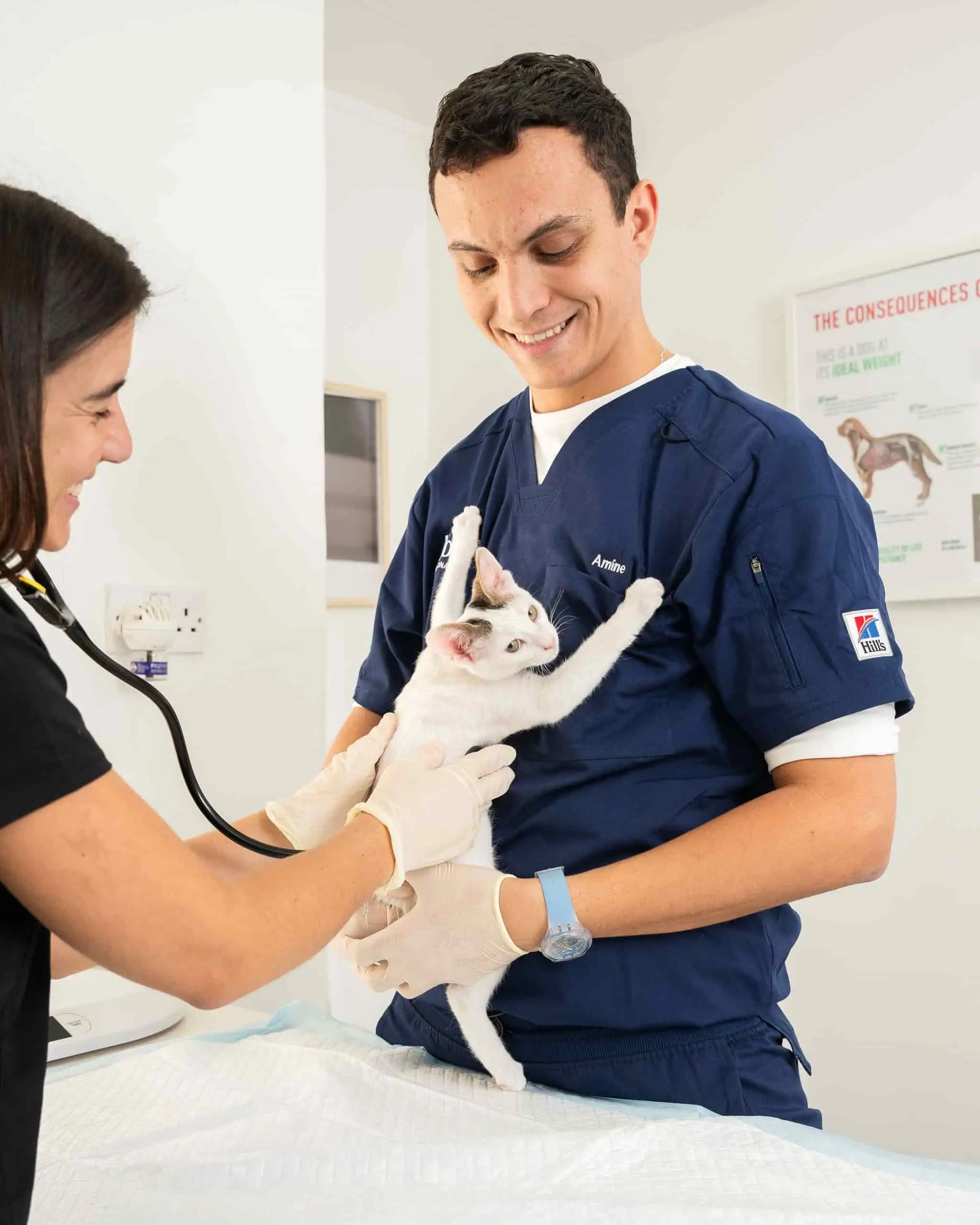Two veterinarians are examining a shy and anxious cat inside the clinic.