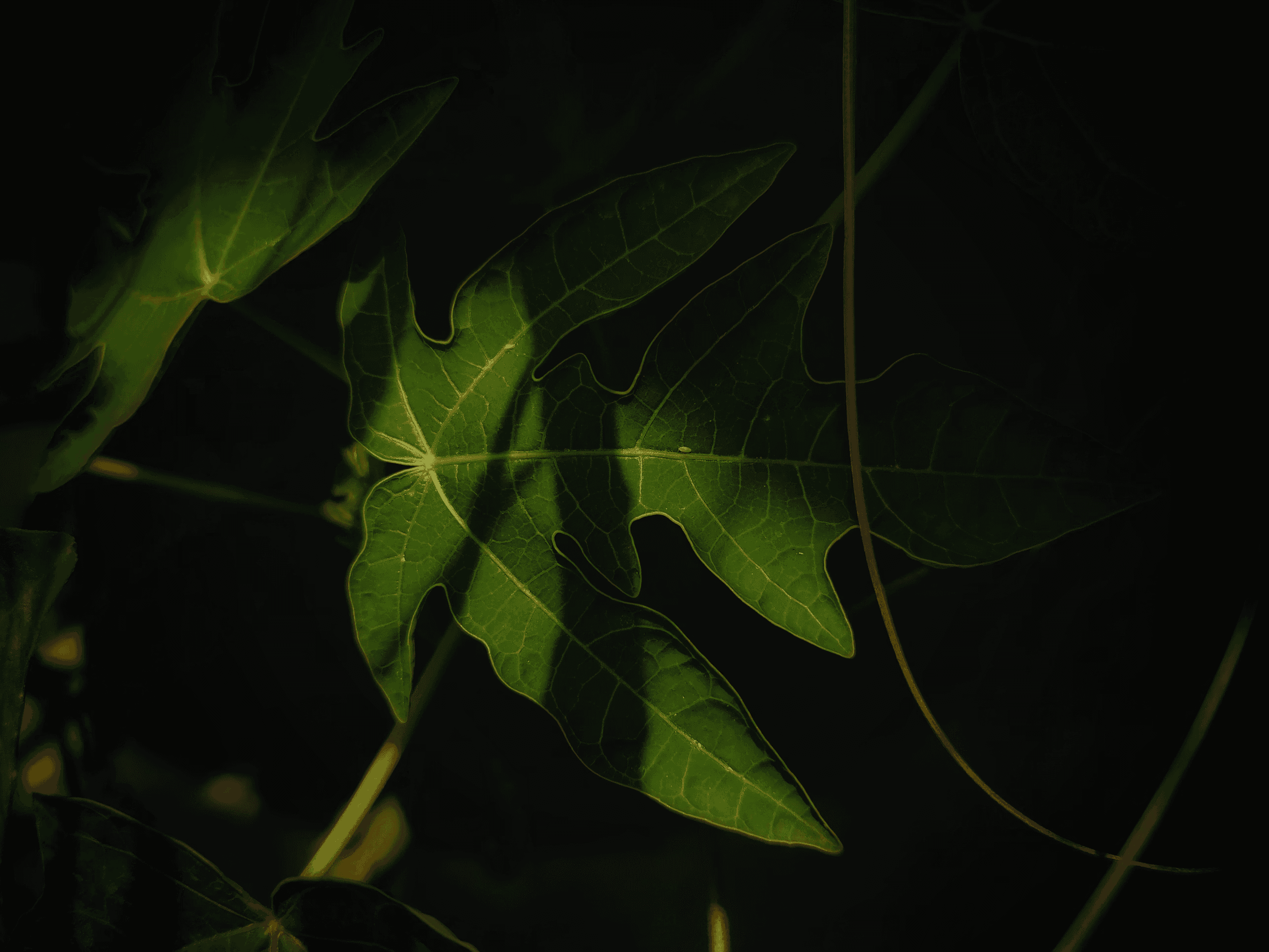 Green leaf illuminated by sunlight against a dark background