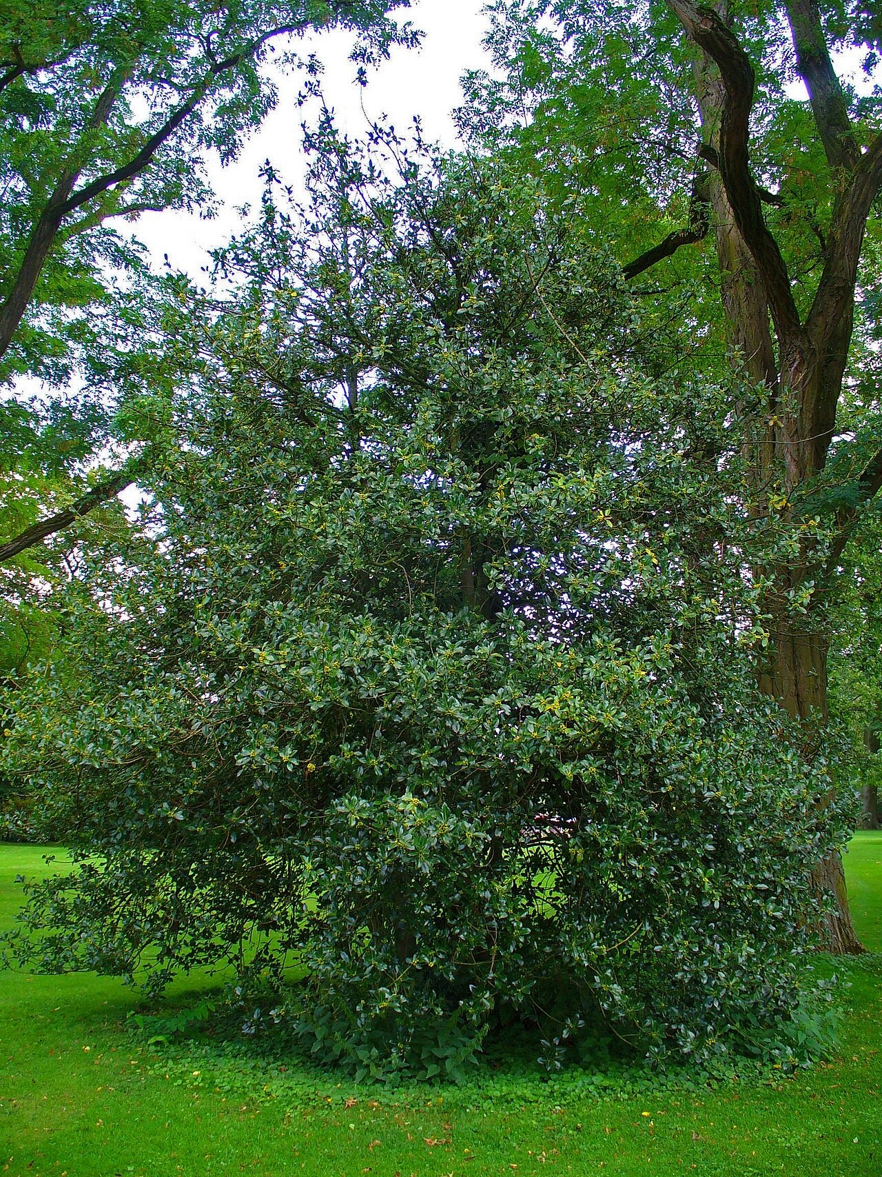 Houx commun : port d’un sujet cultivé à Karlsruhe, en Allemagne. Ilex aquifolium.