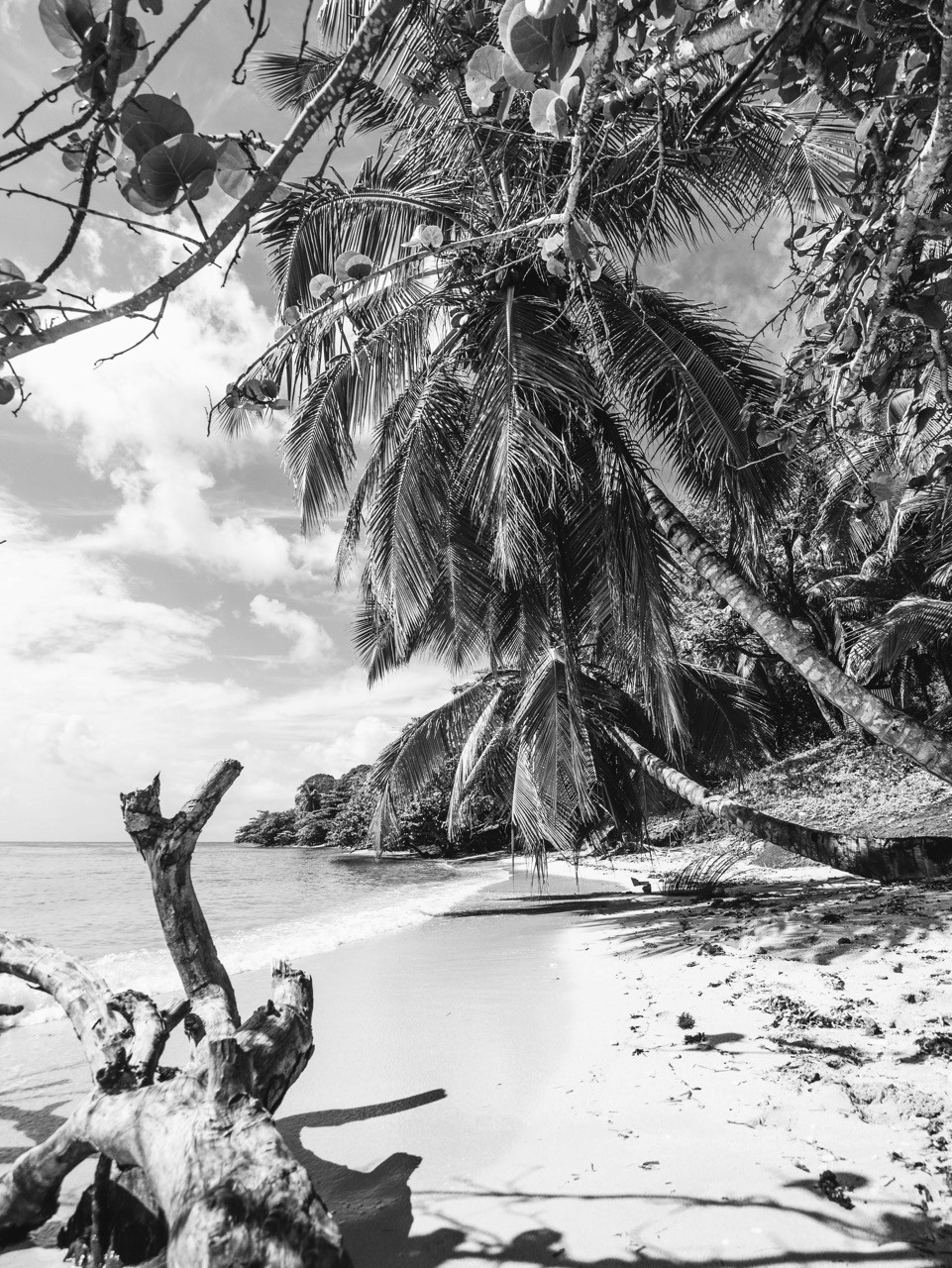 A deserted tropical beach.