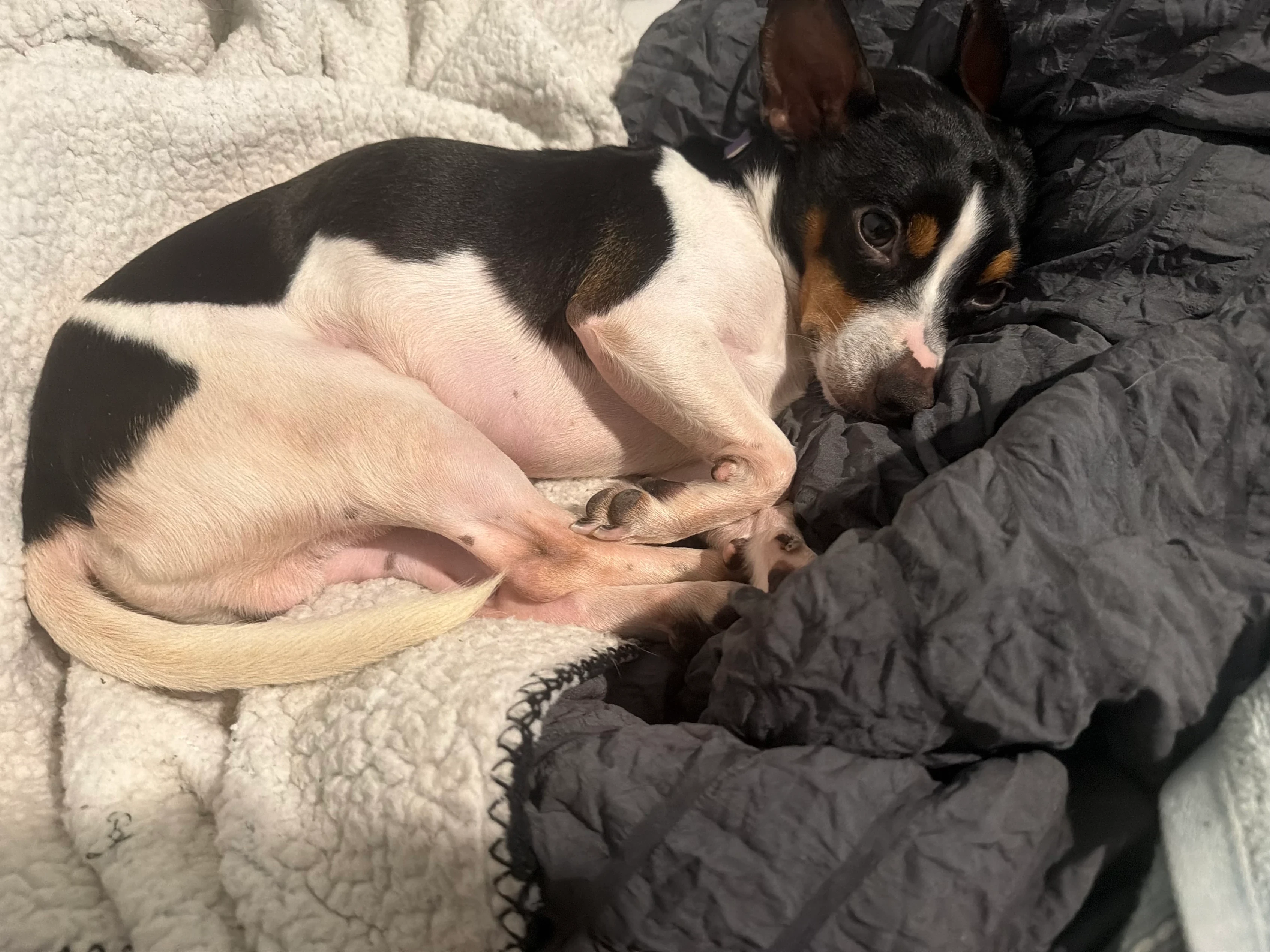 A dog sitting on a bed who was adopted from Raskels Rescue