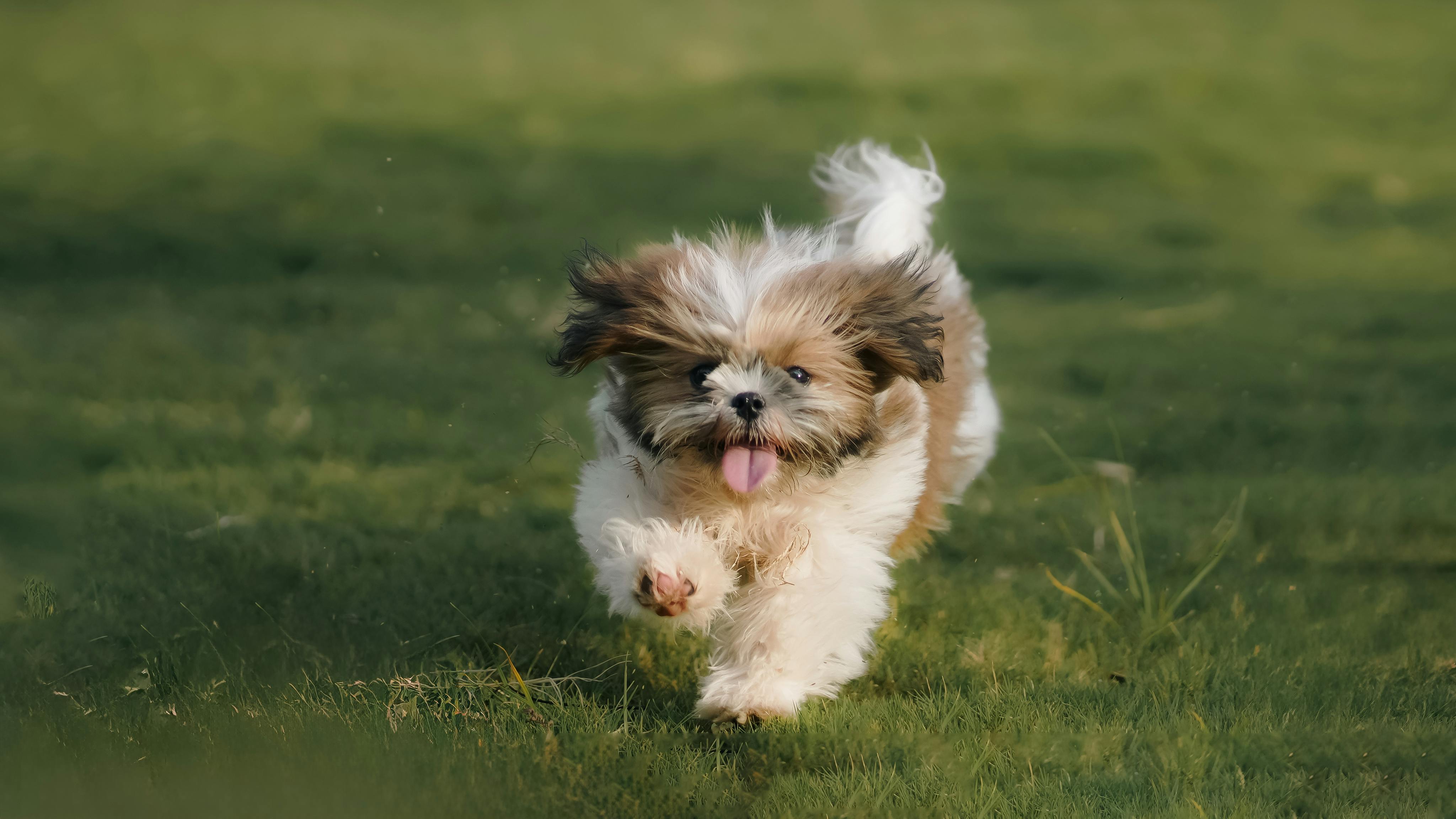 Training and care for Shih Tzus