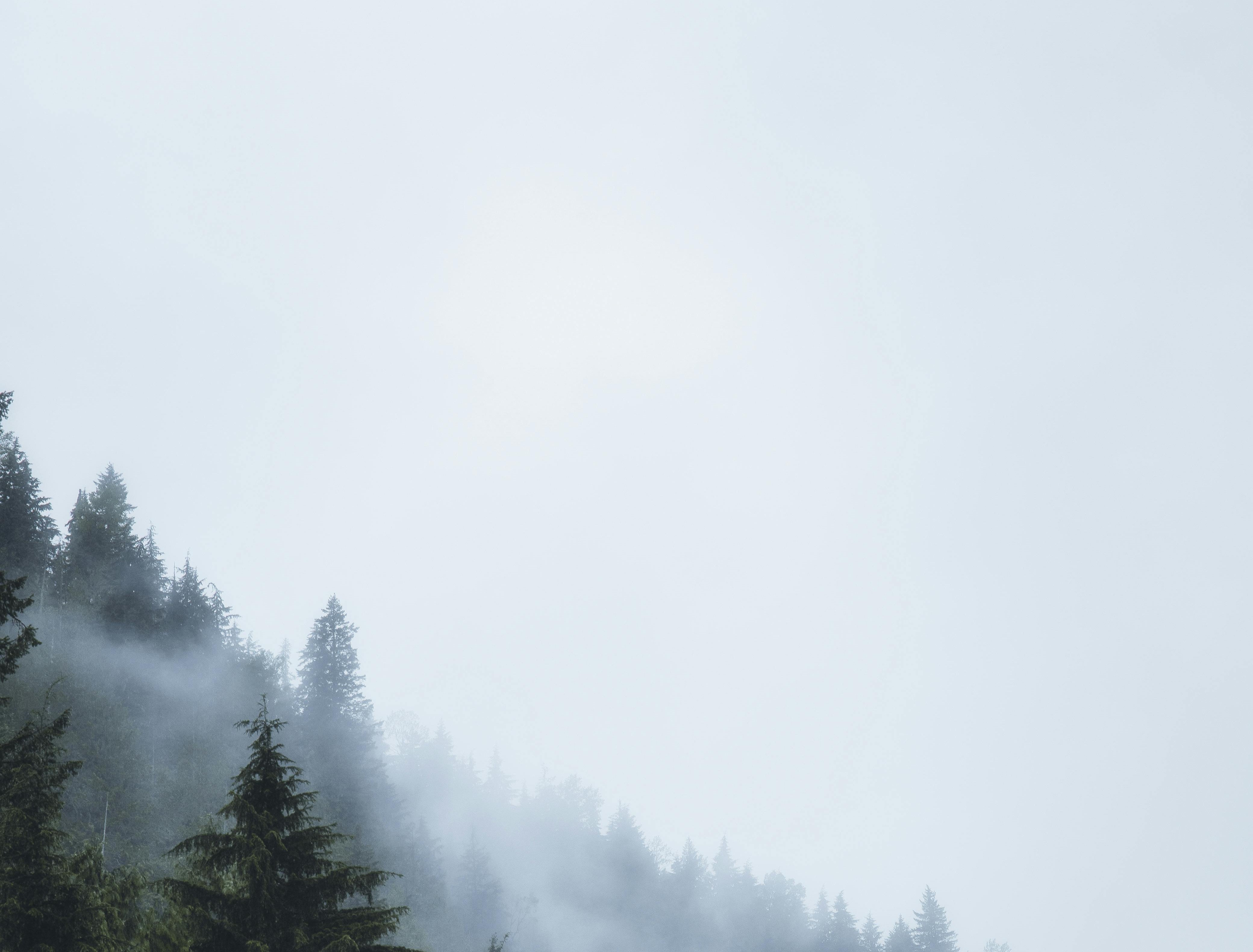 quite forest landscape