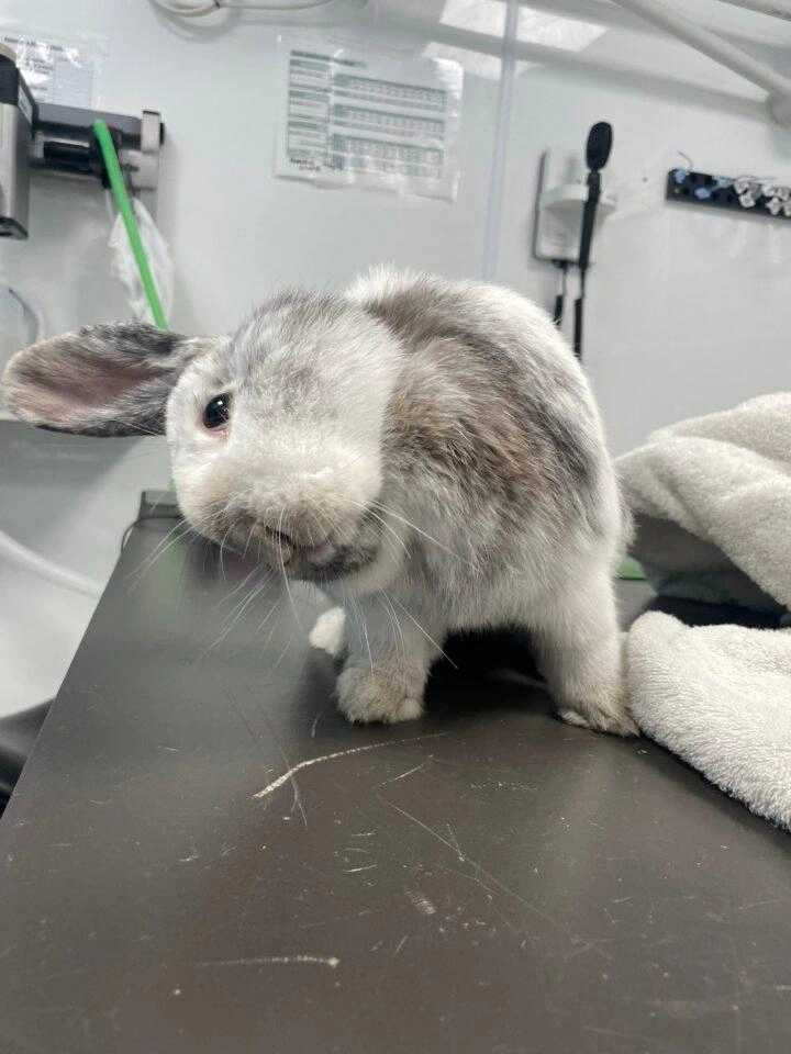 white rabbit head tilted