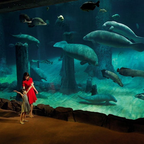 两个人透过水族馆的玻璃欣赏大型水生动物,在深蓝色的水箱中,海牛和鱼类悠游其中。