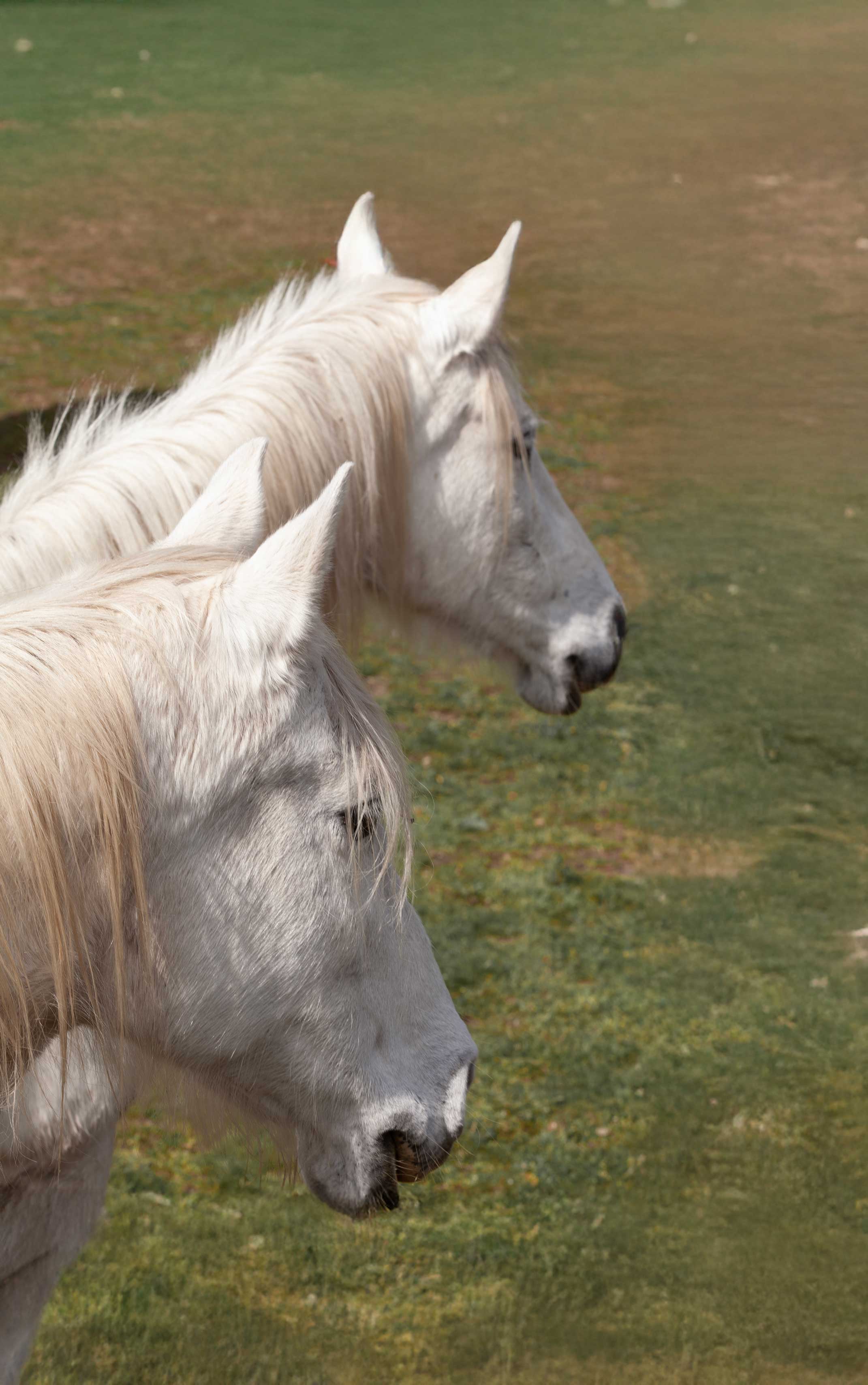 Dos caballos interactuando durante una sesión de coaching