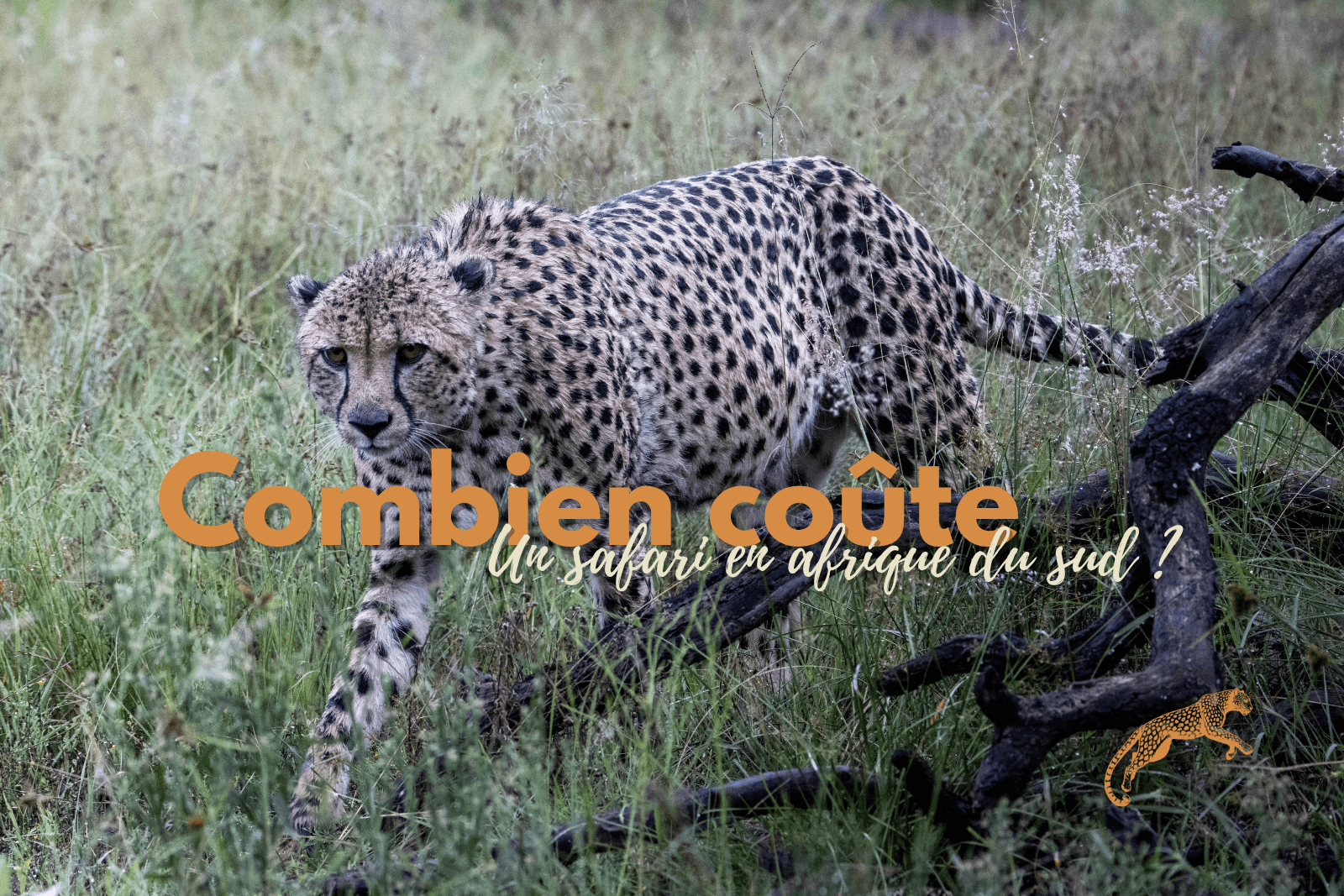 titre du blog avec buffle en arrière plan
