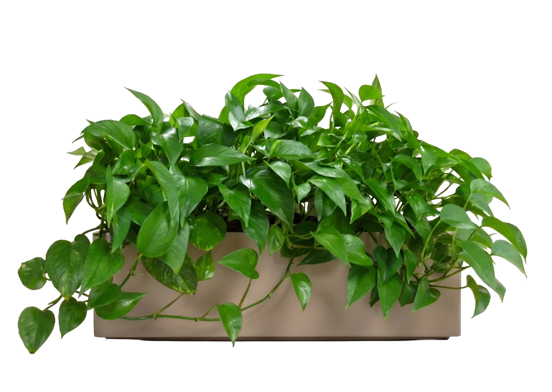 Lush, vibrant, cascading pothos plant growing in a modern, long rectangular topsider planter box.
