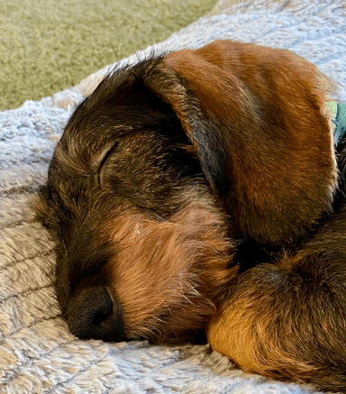 long-coated white and brown puppy