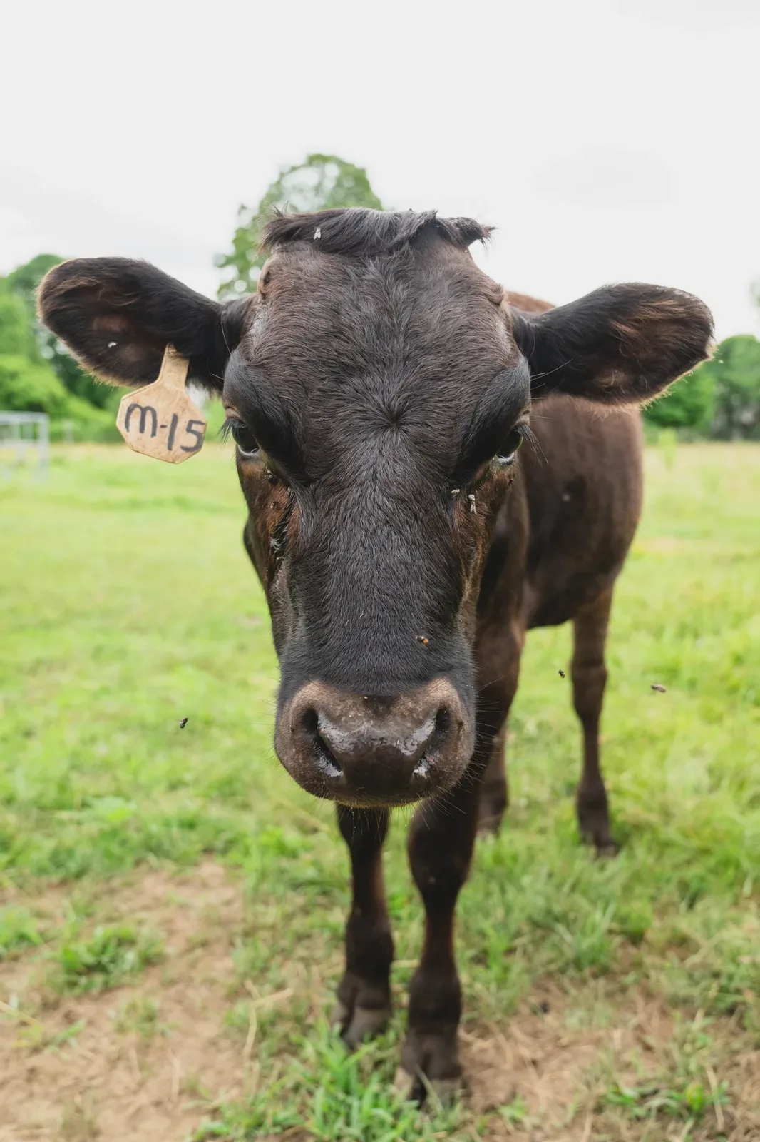 Black Angus cow on pasture at Sunkissed Farm in Windsor, Vermont, part of the farm's living soil and regenerative agriculture ecosystem