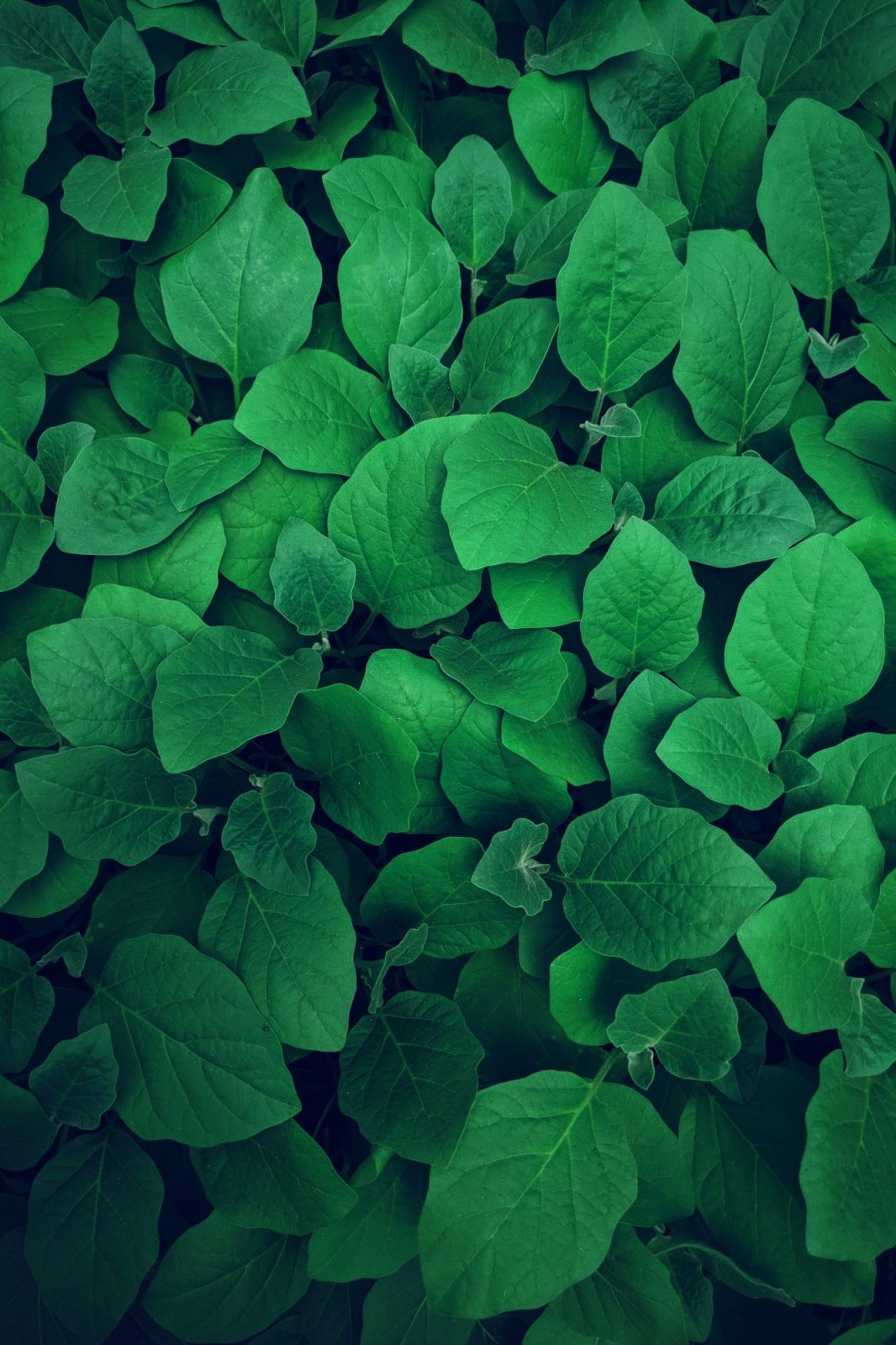 A close-up view of lush green leaves layered closely together, creating a vibrant textured pattern.