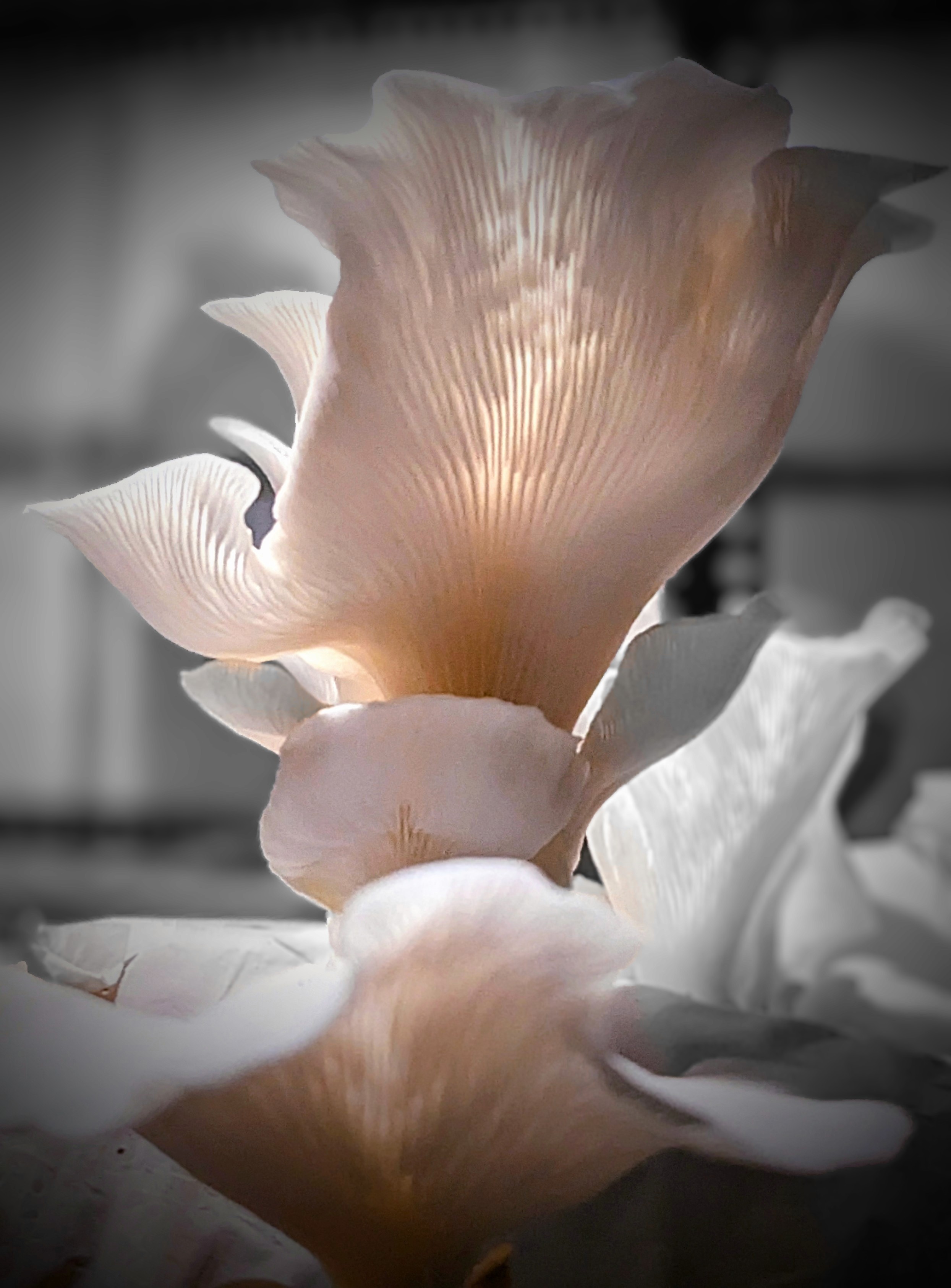 Wattfarm Oyster Mushroom