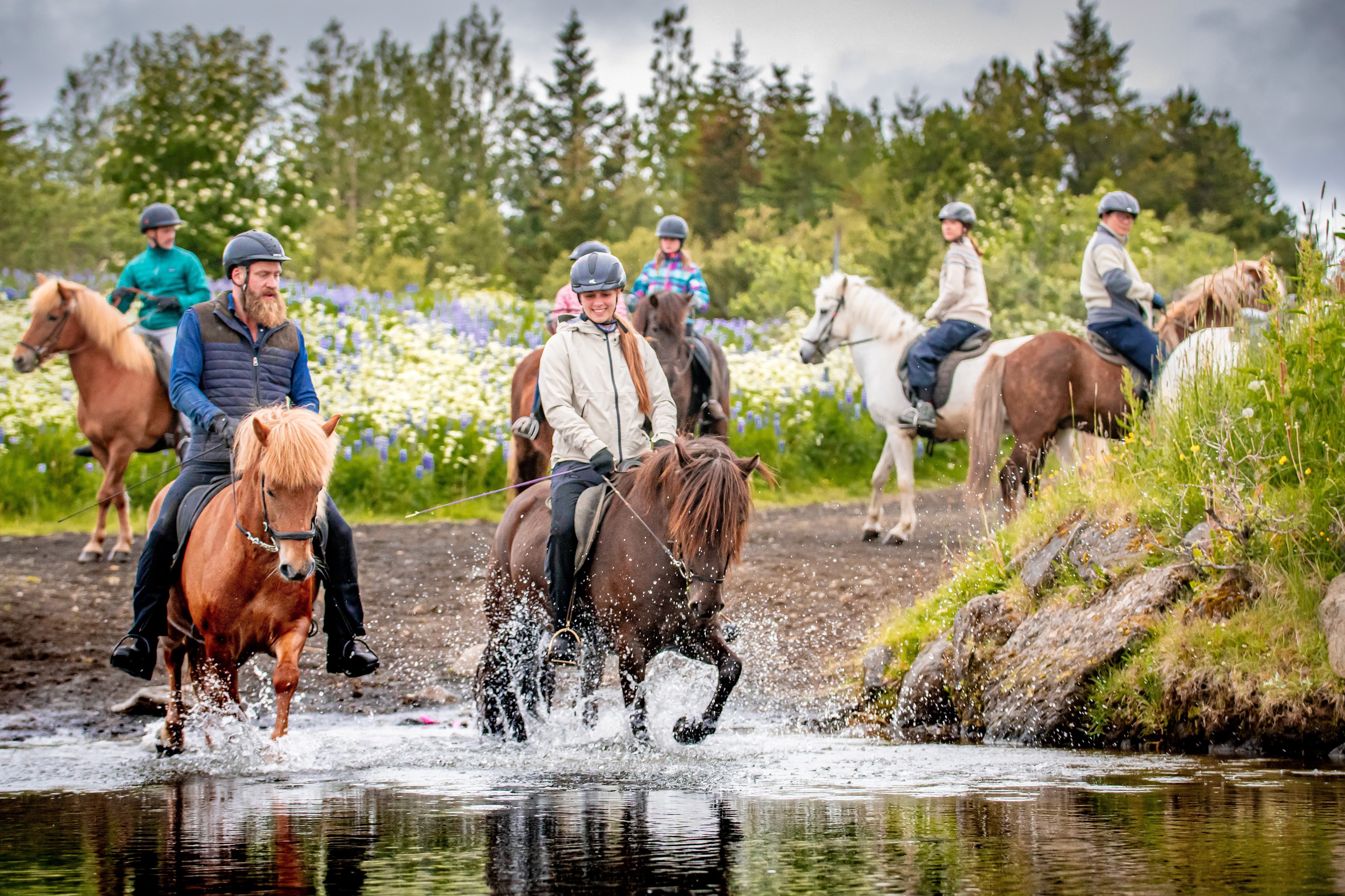 The 5 Gaits of Icelandic Horses Explained: Tölt, Pace and More | Viking ...