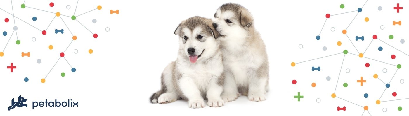 Alaskan Malamute image