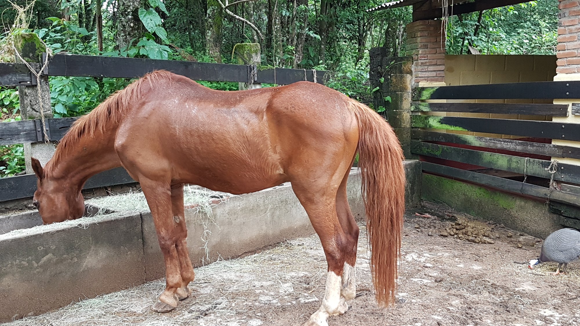Cavalo alazão bebendo água em um cocho de cimento na casa dos cavalos do Sítio Duas Cachoeiras