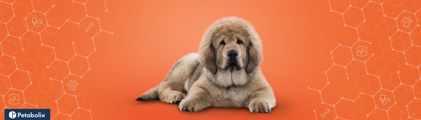 Tibetan Mastiff image