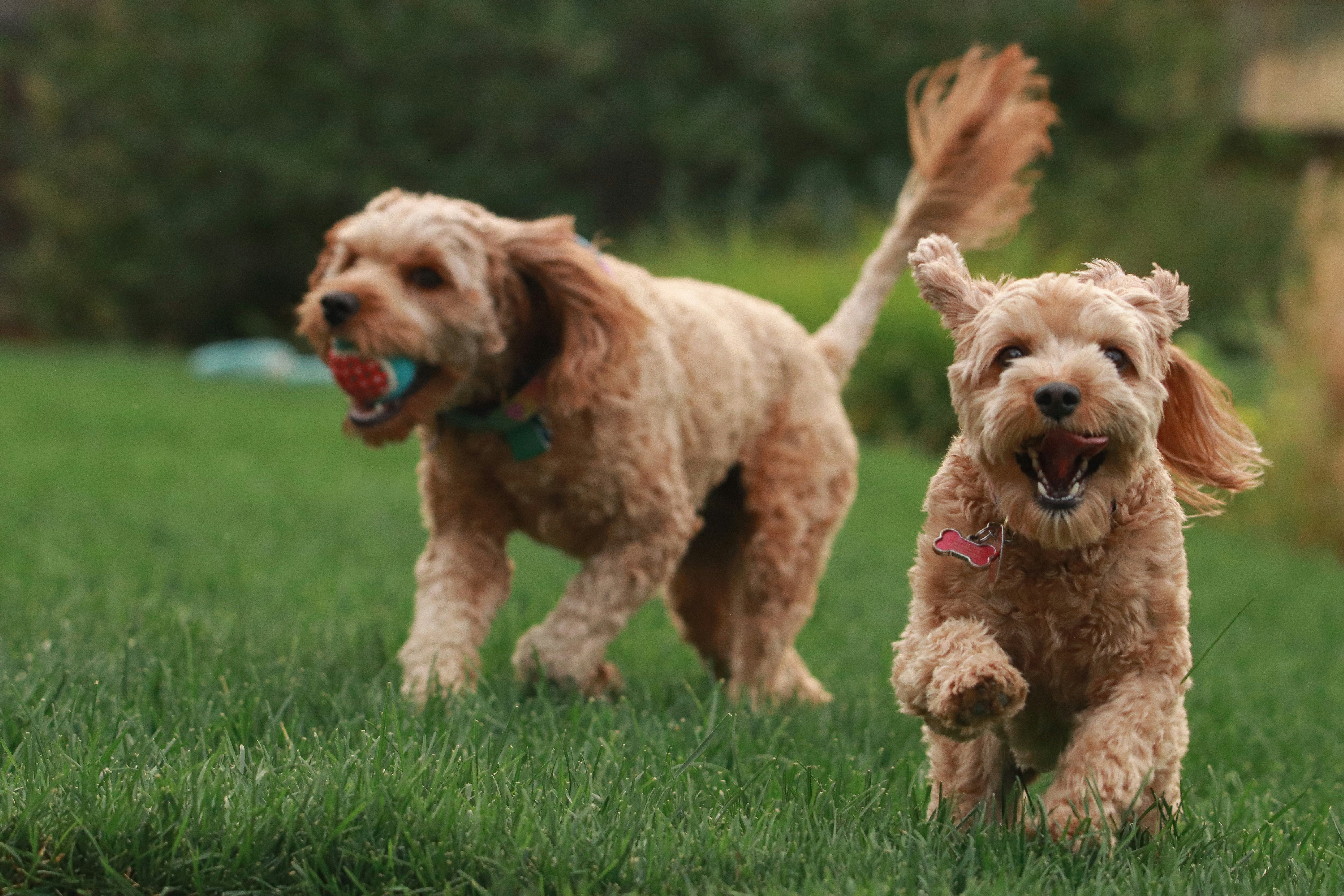 Dogs Playing | Dog Park Membership Midlands Dog Park, Ireland