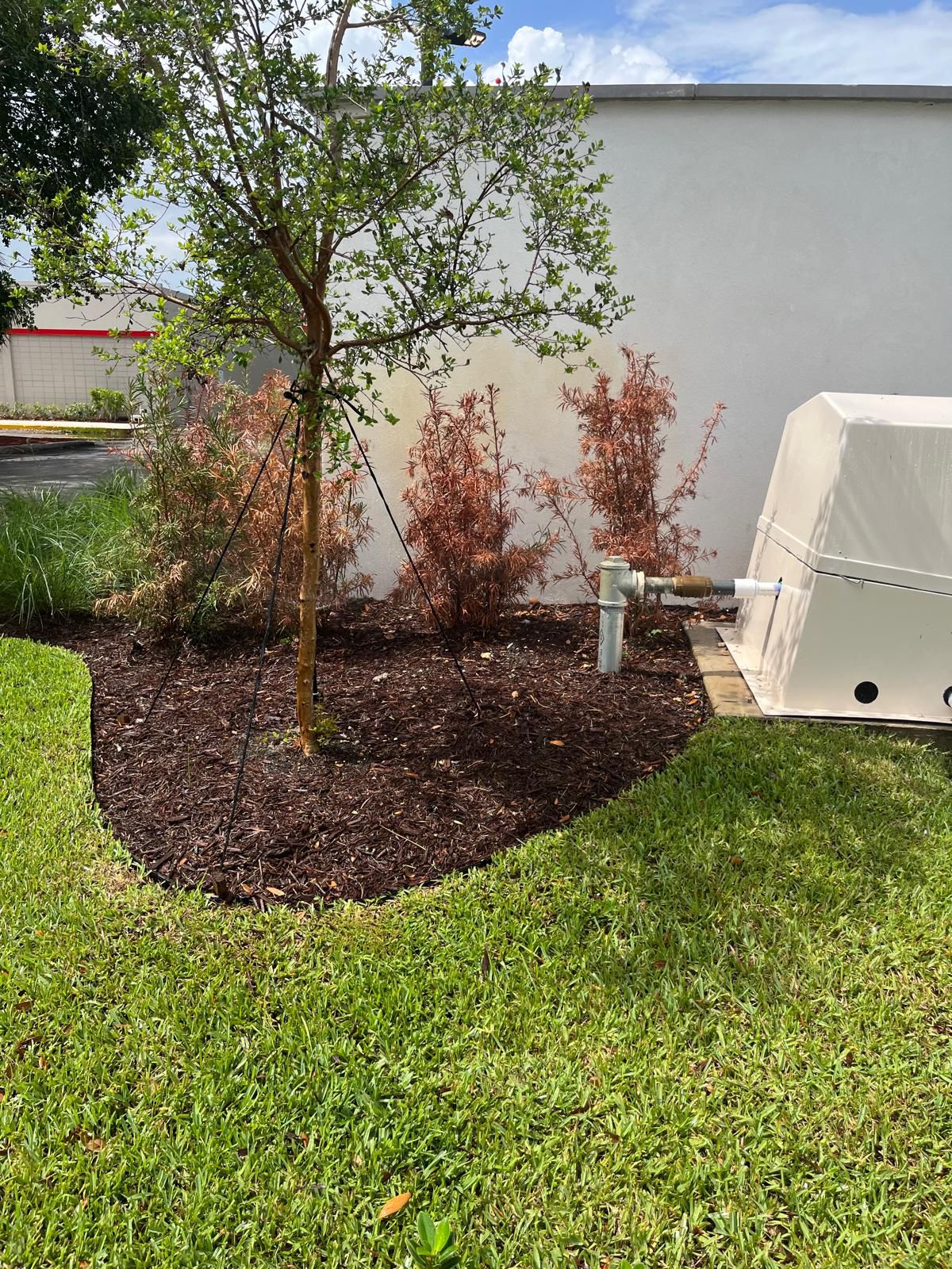 Sod installation