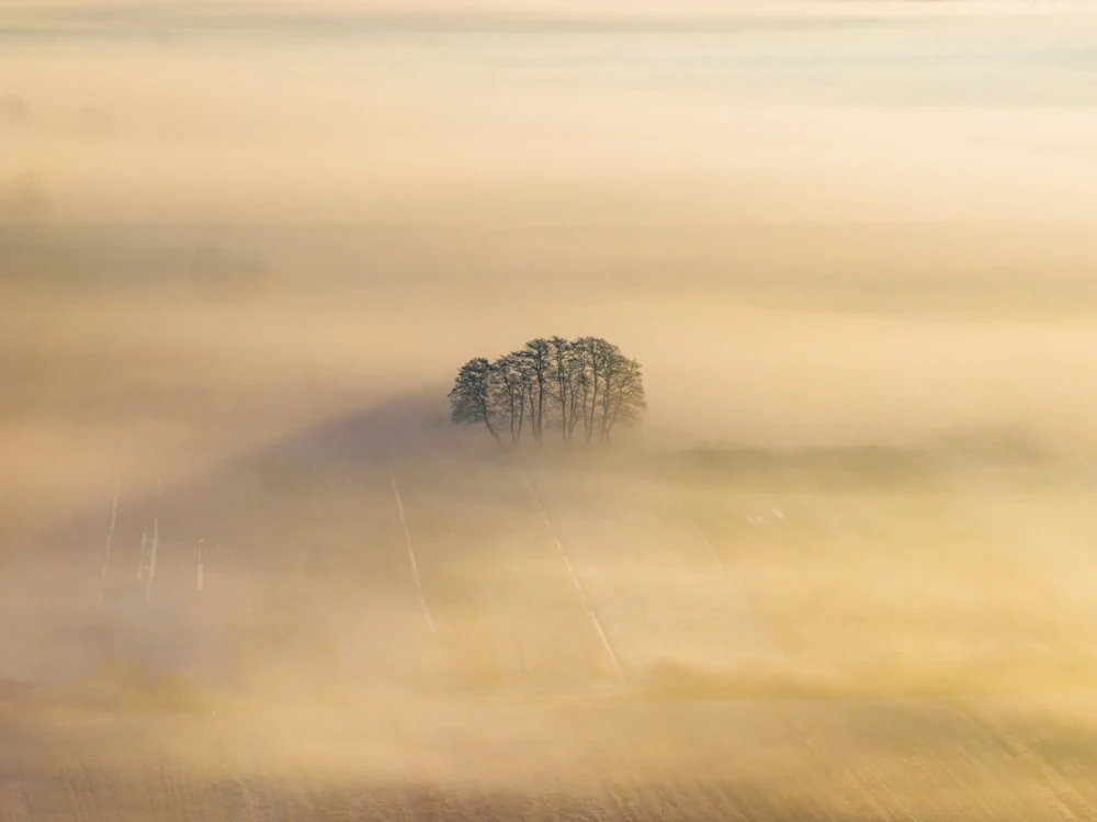 A cluster of trees standing alone in a frost-covered field in Slovenia, partially submerged in a thick, golden morning fog that glows under the soft light of the rising sun.