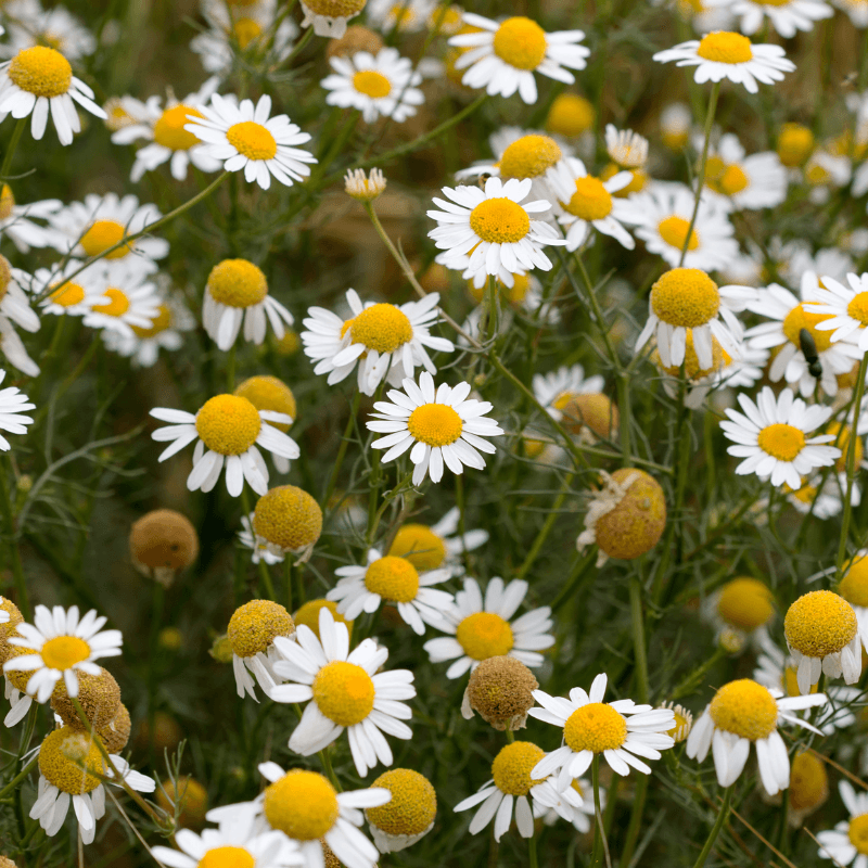 Chamomile Herb Profile