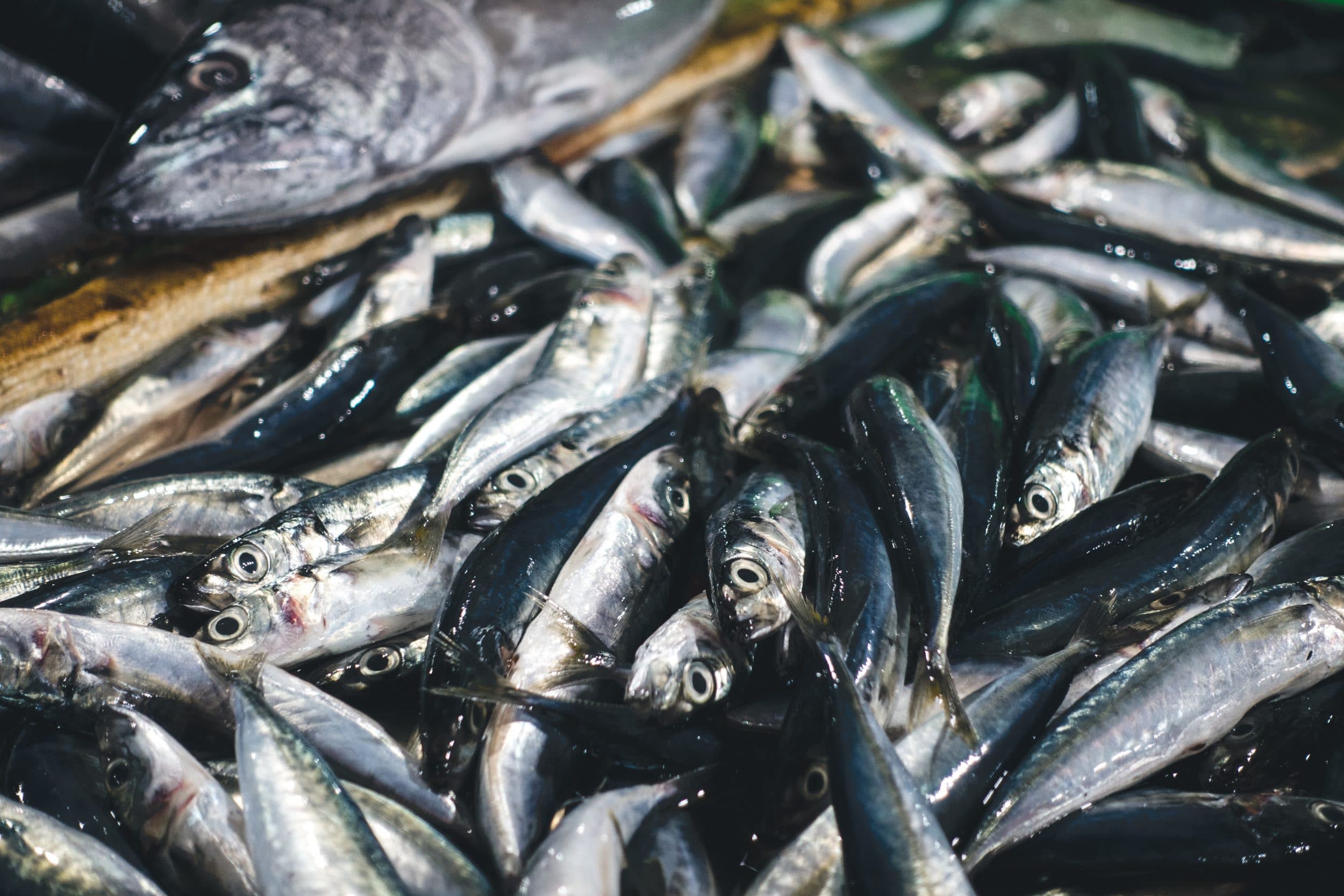 A pile of caught sardines