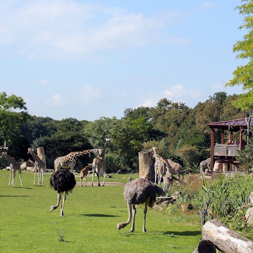 キリンとダチョウが木々と木製の構造物に囲まれた草地を歩き回り、晴れ渡った青空の下に広がっています。