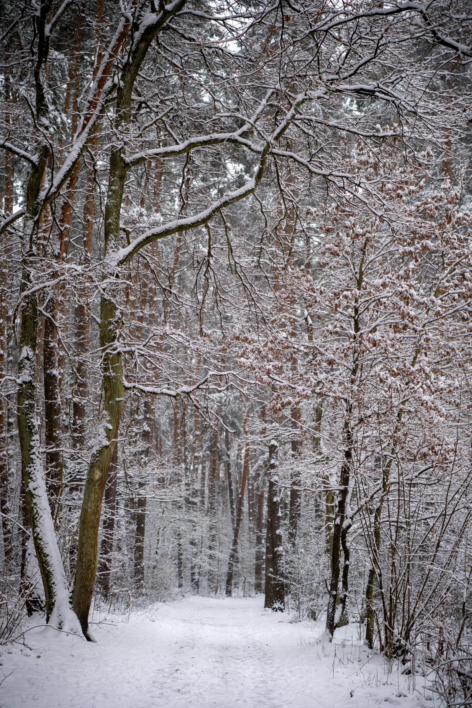 The snow gate on the Snow Line, around 09:00
