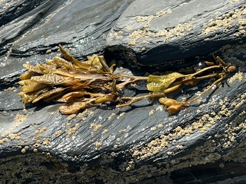blue sky and white clouds over the sea
