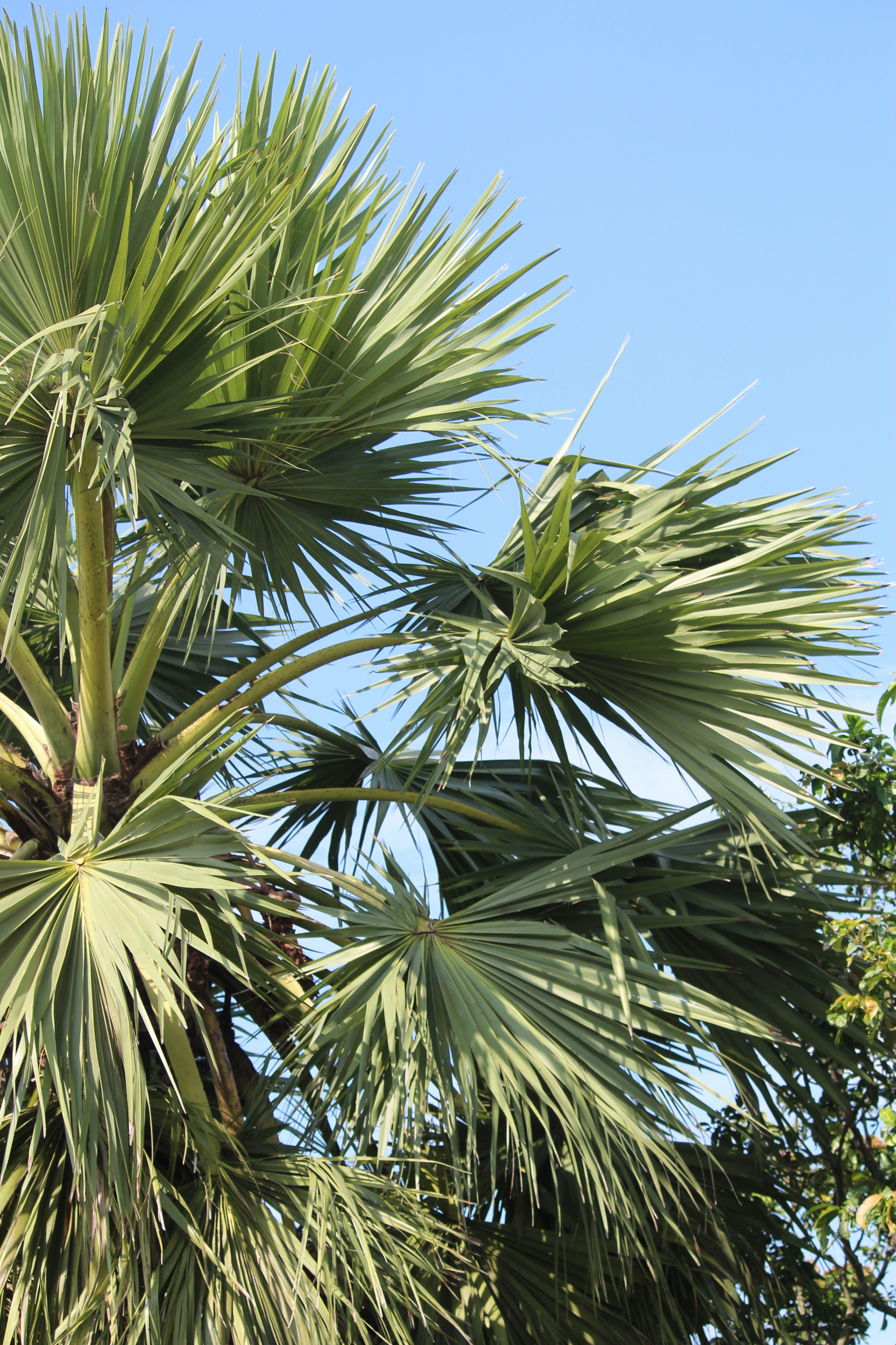 palm tree during daytime