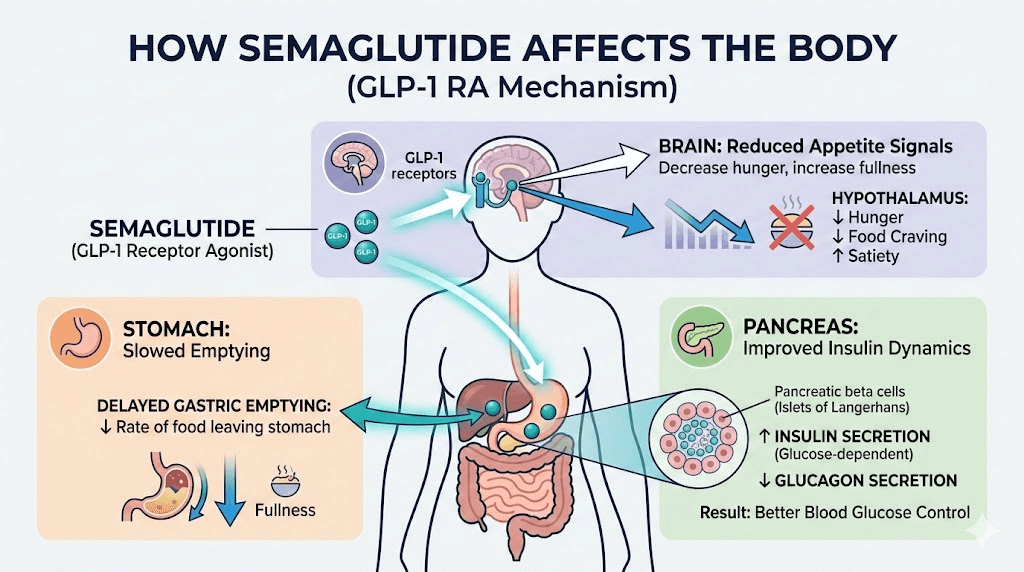 How semaglutide affects digestion appetite and insulin in the body