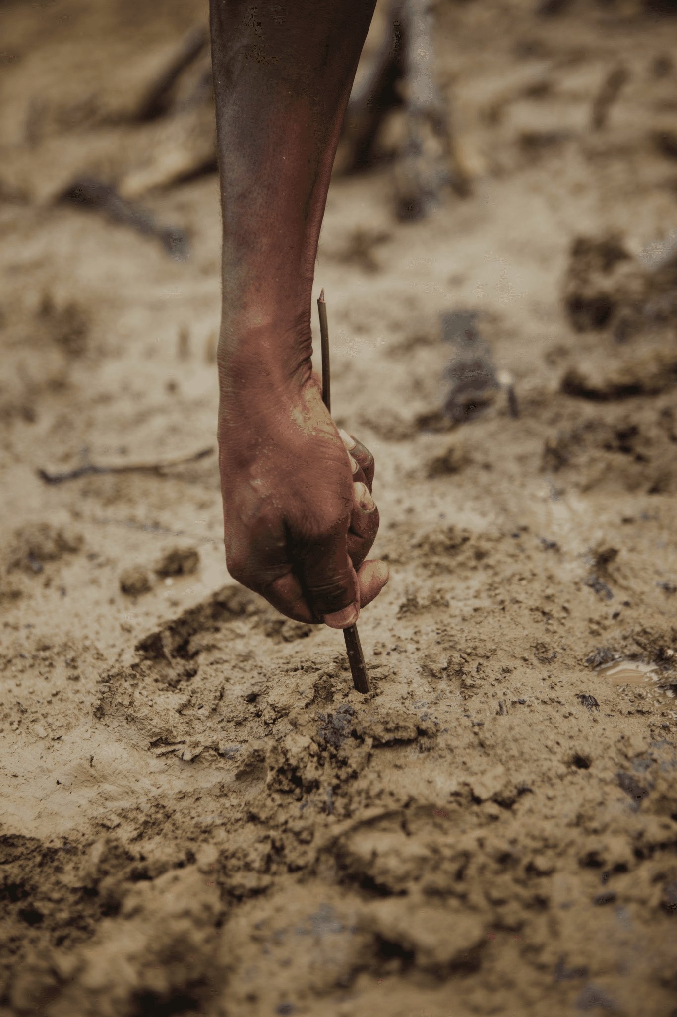 Close-up van de hand van een persoon die een jong boompje plant in zandige grond, een symbool van individuele bijdragen aan herbebossing via bunq.