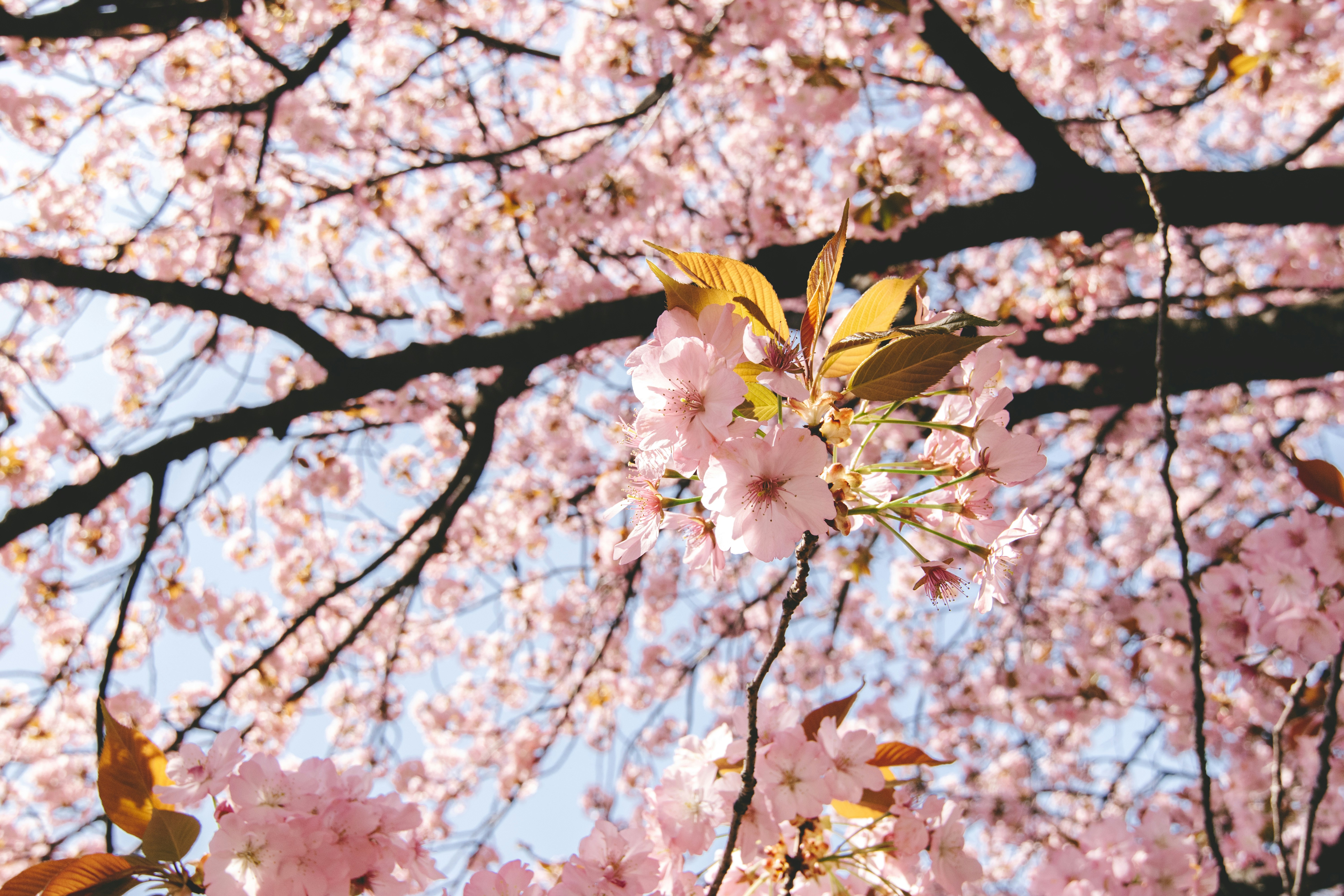 sakura