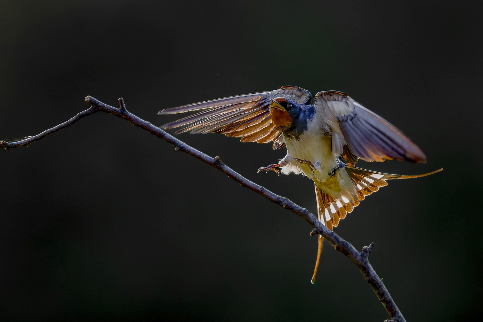 Hirondelle rustique en vol