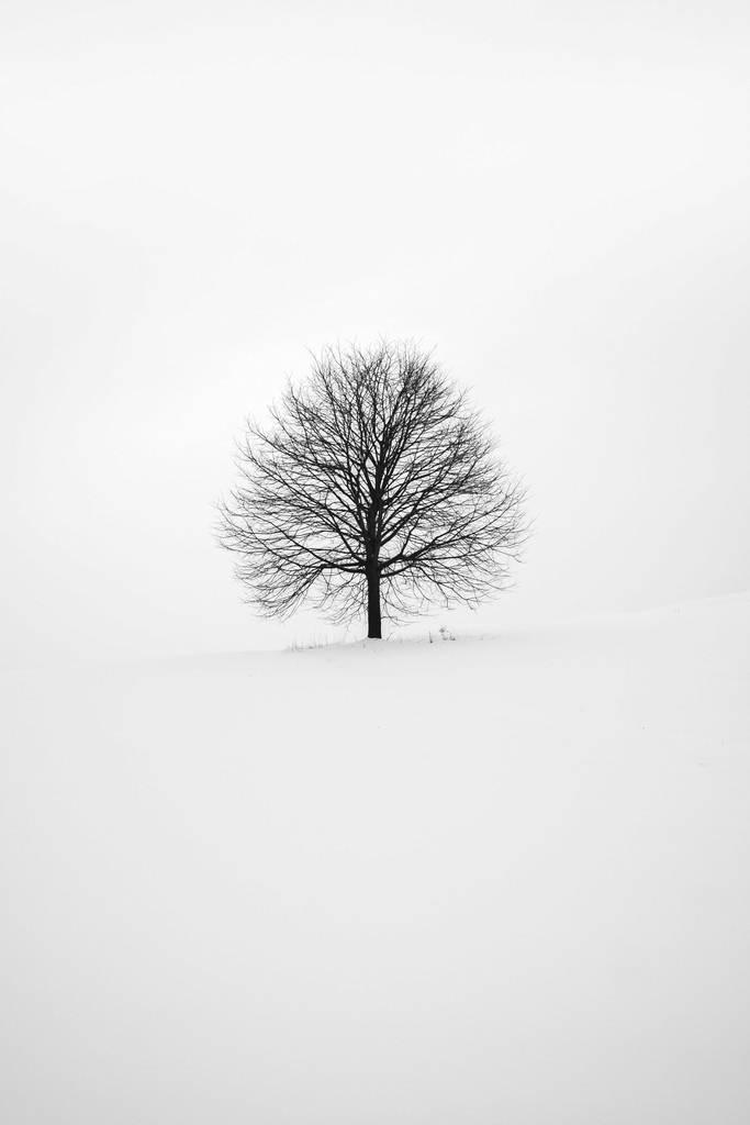 black white image of a lonly tree without any leafs. 