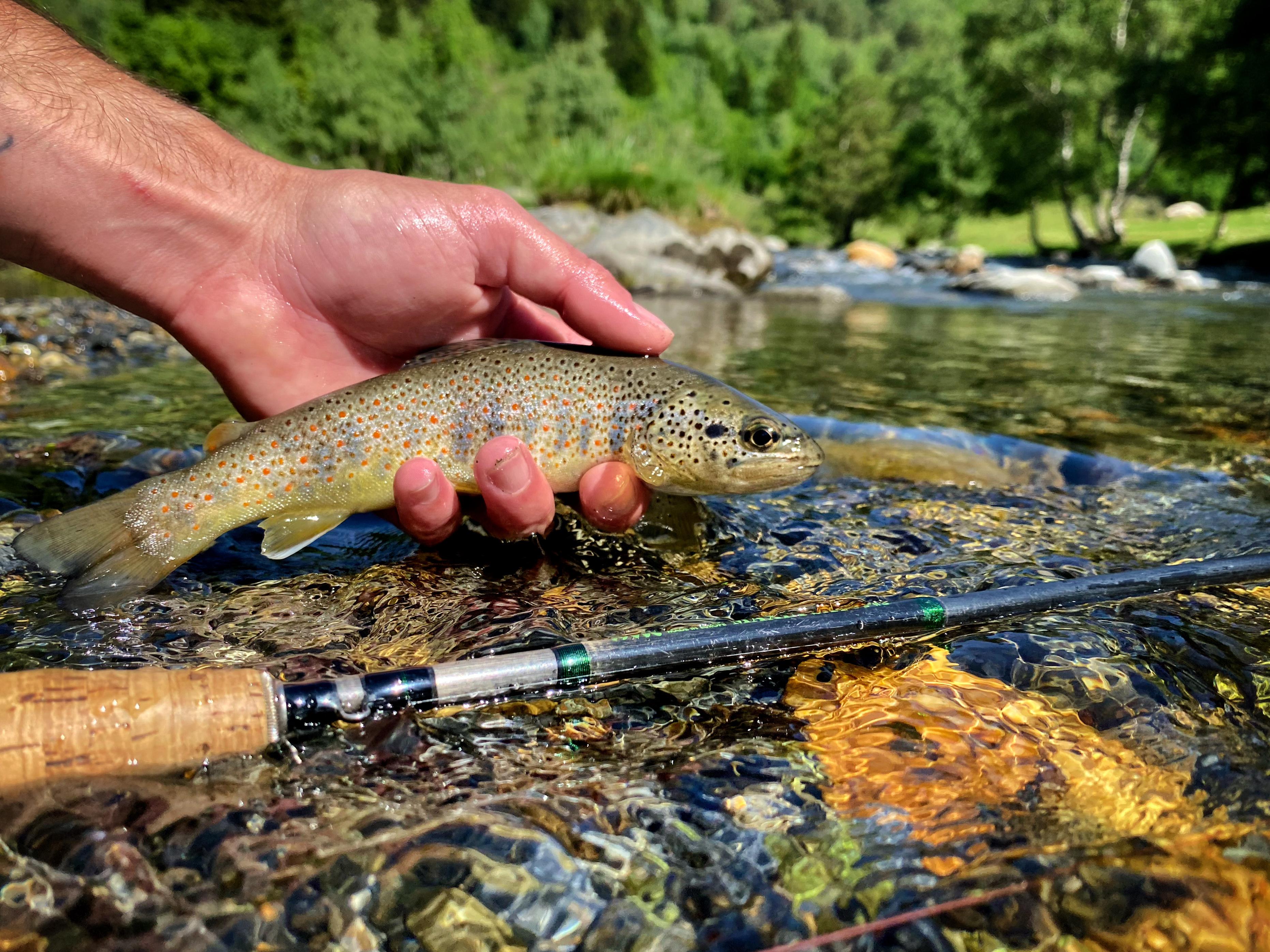 A fishing guide pointing out rising trout on the Noguera Pallaresa, ideal for dry fly fishing enthusiasts visiting Catalonia.