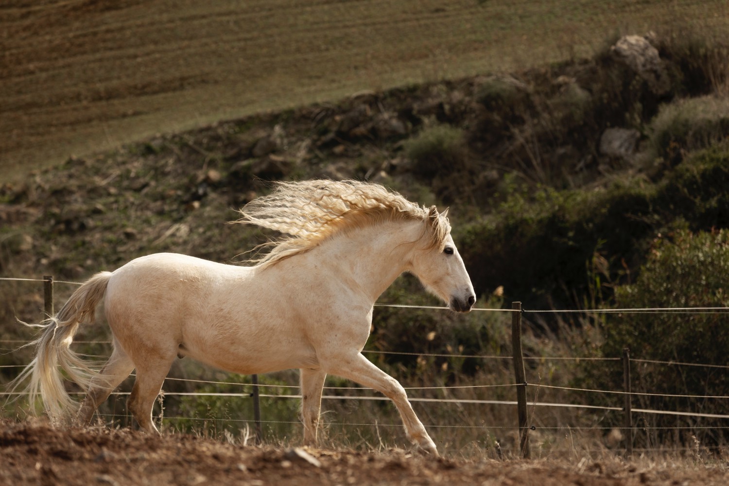 Horses Image