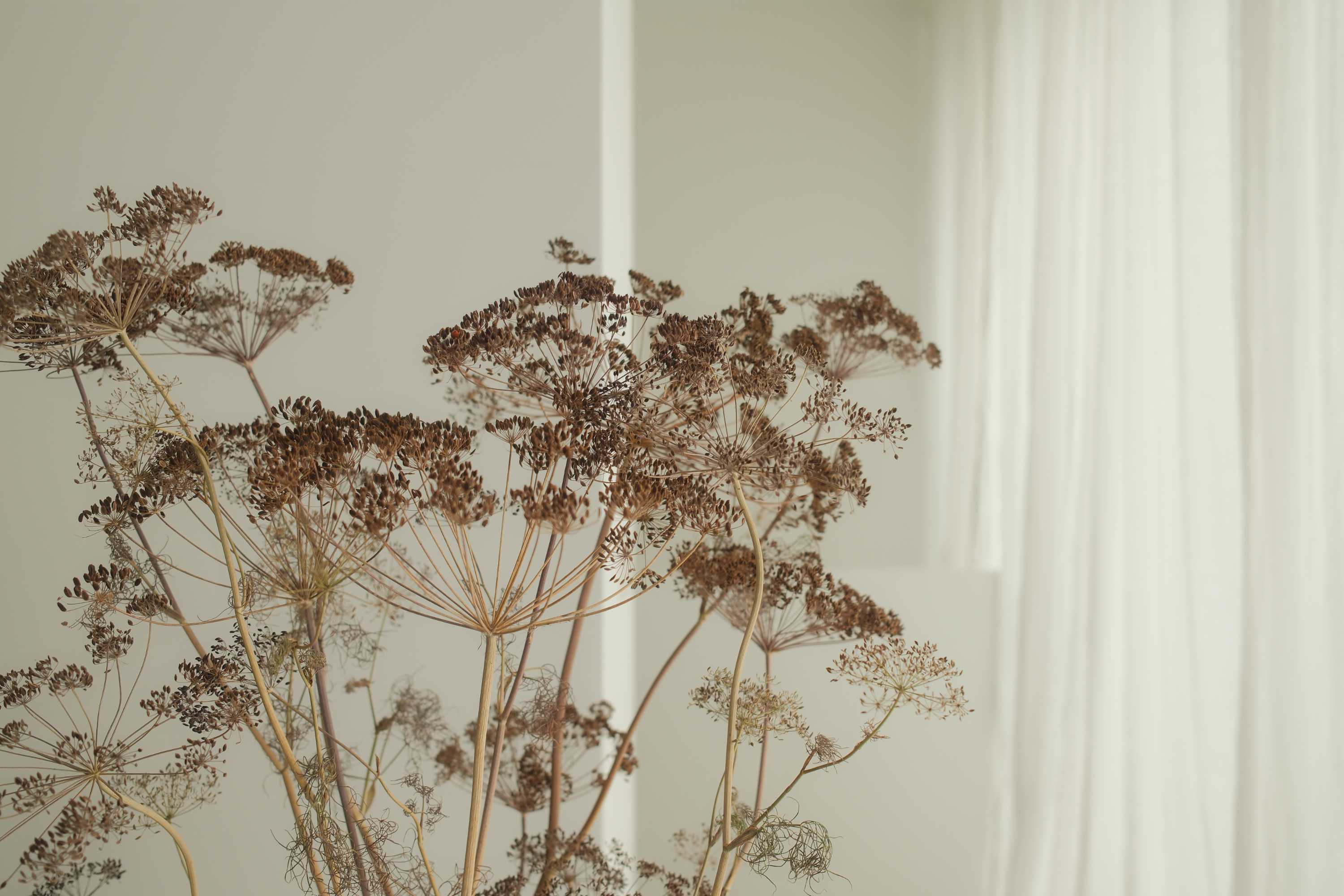 Ästhetische Pflanze vor Vorhang