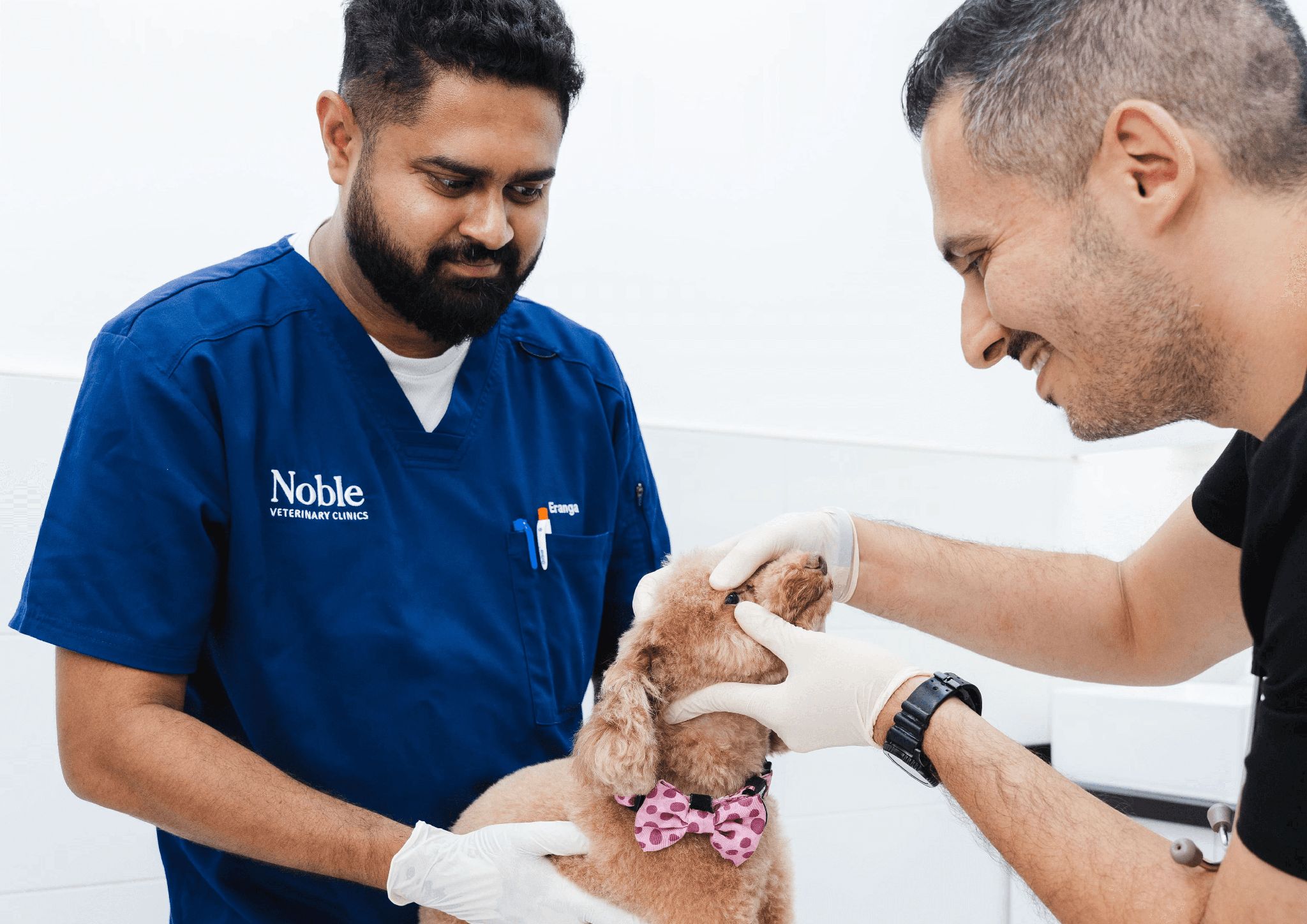 Two veterinarians are trying to let a dog open its mouth so they can check for gum disease.