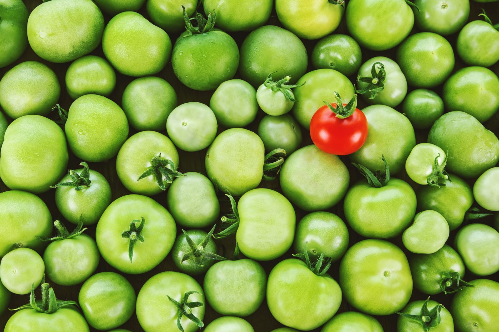 A close-up view of a variety of green apples with one bright red apple among them.