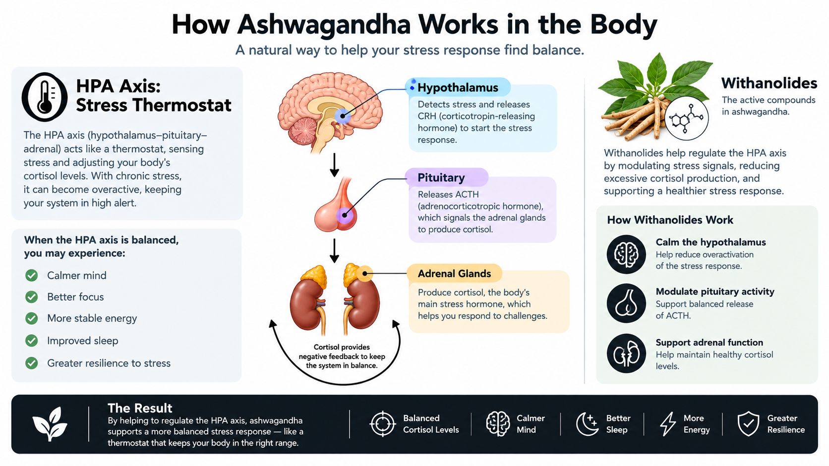 An infographic showing how ashwagandha regulates the HPA axis to improve stress response and cortisol balance.