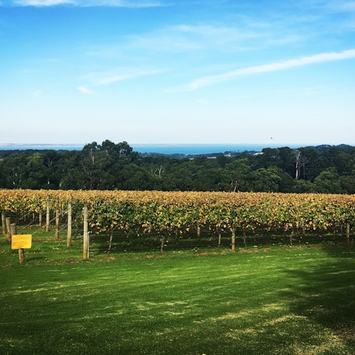 墨尔本的莫宁顿半岛之旅:包含缆车乘坐 + 午餐 + 葡萄酒和巧克力品鉴票