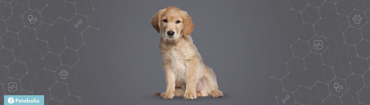 Golden Retriever image