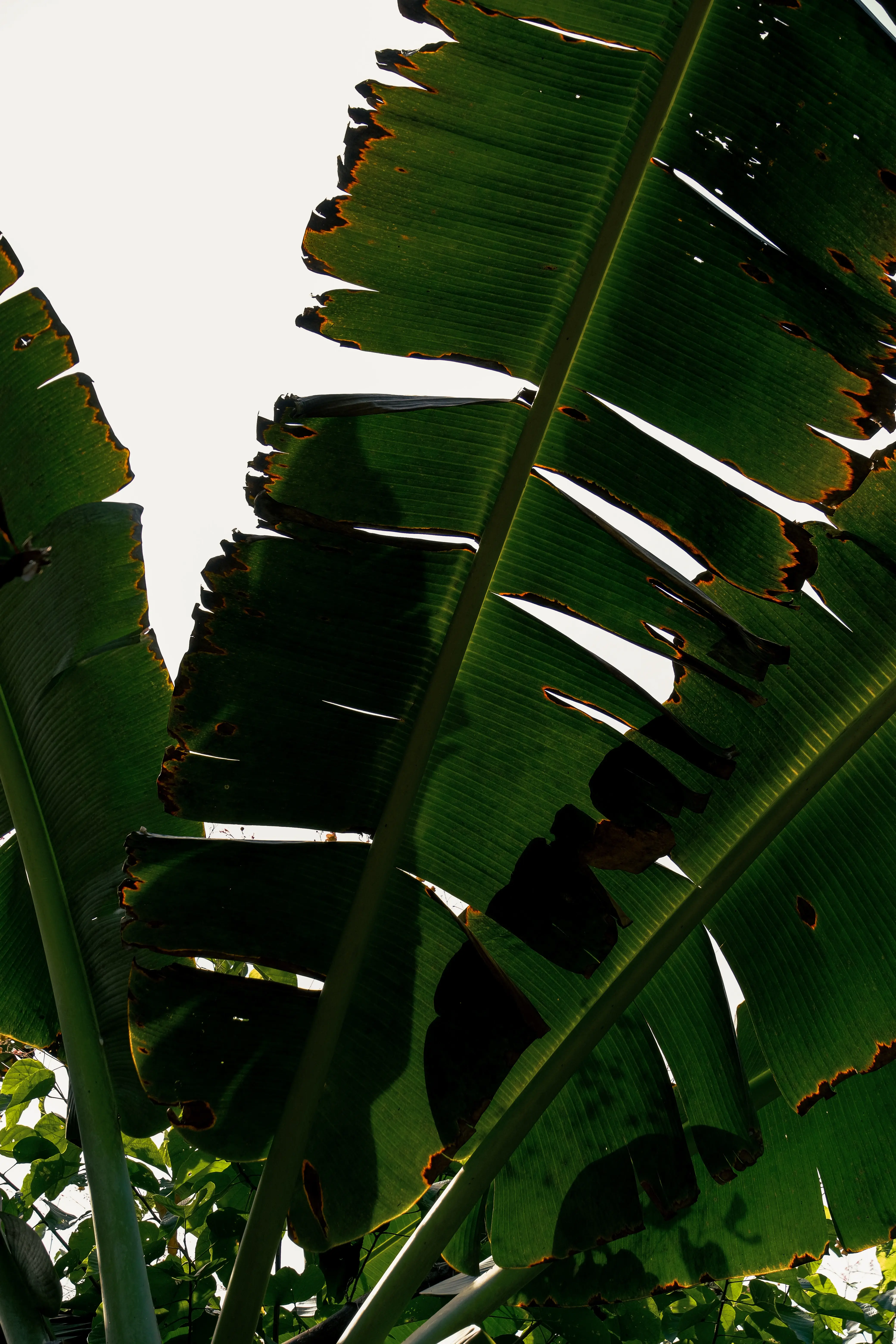 greenery at konda maloba