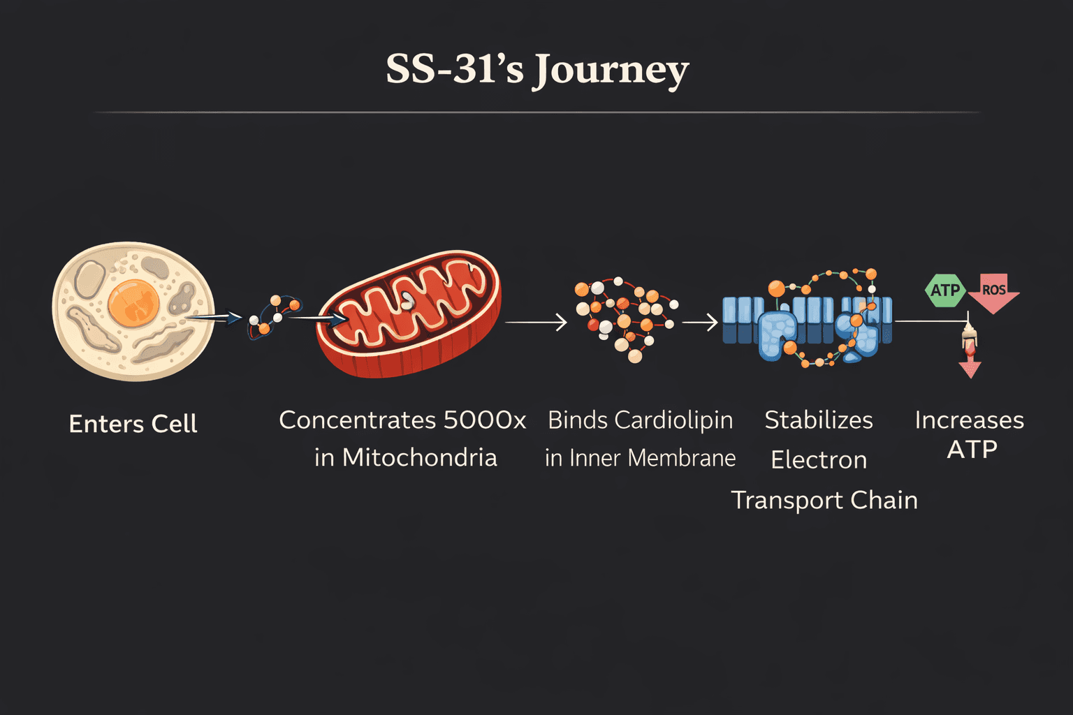 How SS-31 works