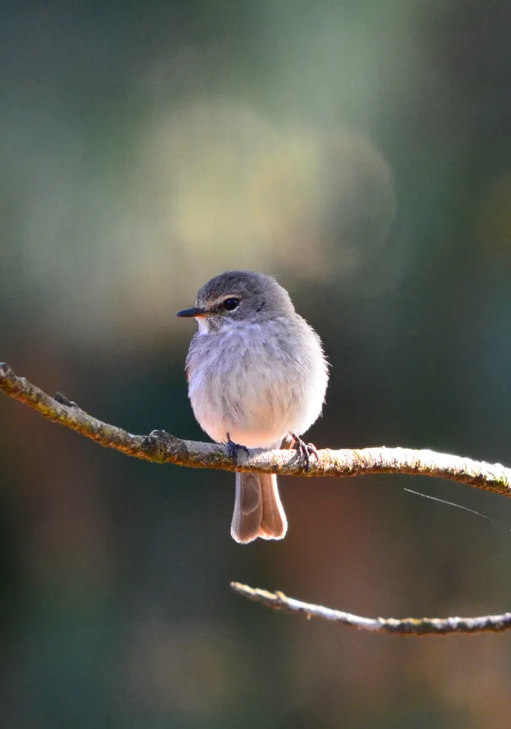 African Dusky Flycatcher